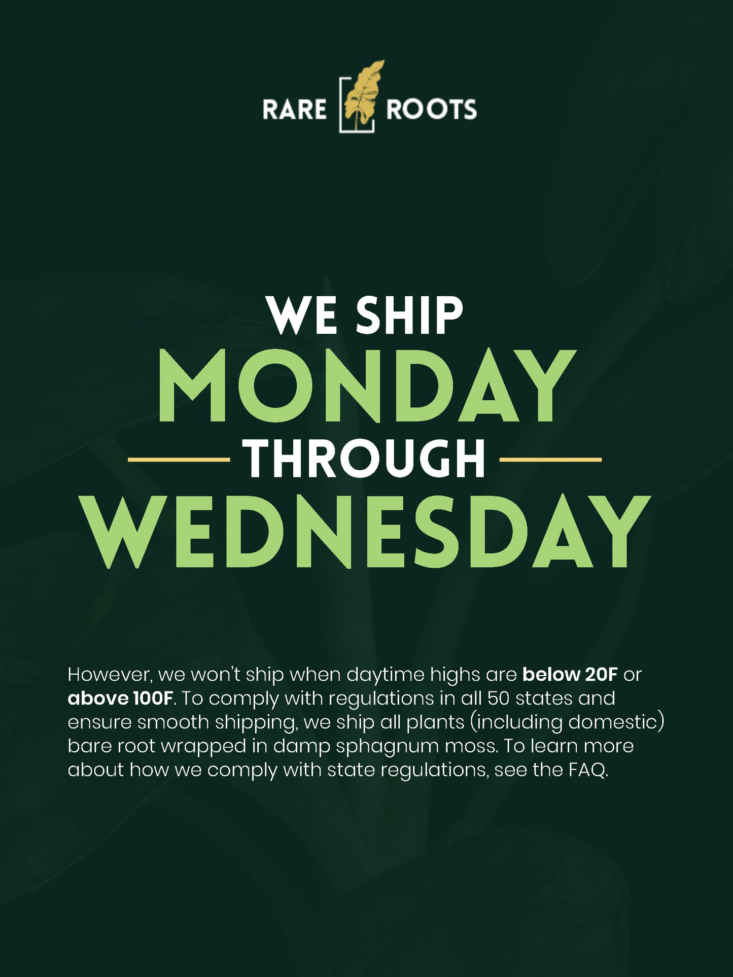 Alocasia tandurusa ('Jacklyn' / 'Jaclyn') Aurea Variegated (AJA-2221)