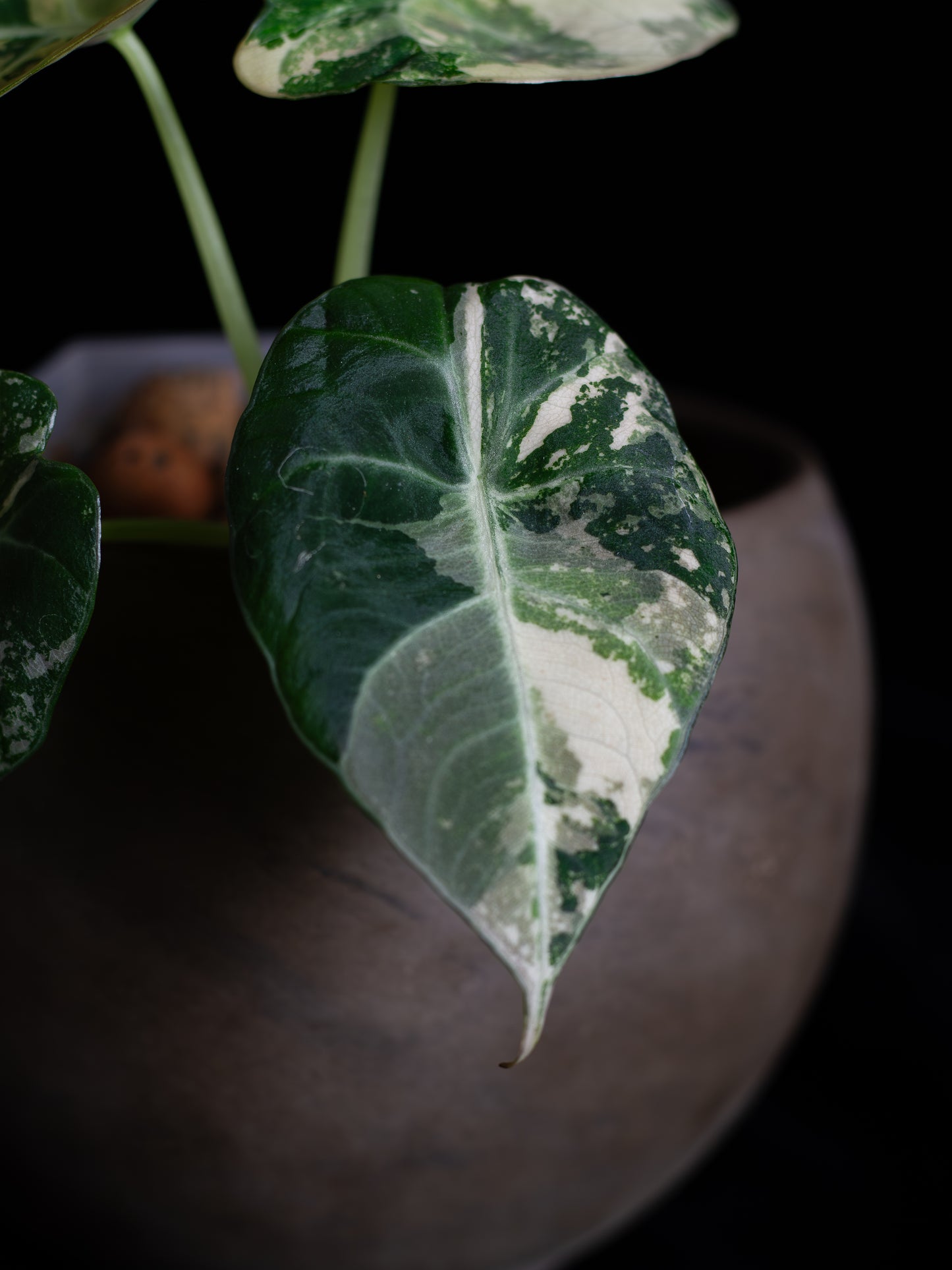 Alocasia Black Velvet Pink Variegated (ABVP-2221)
