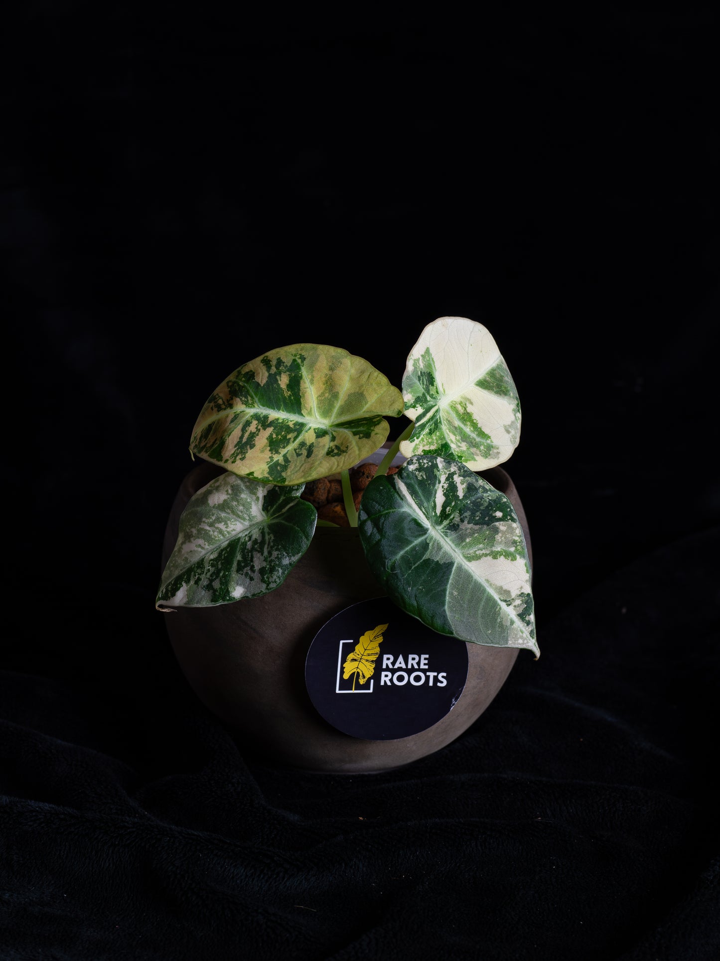 Alocasia Black Velvet Pink Variegated (ABVP-2221)