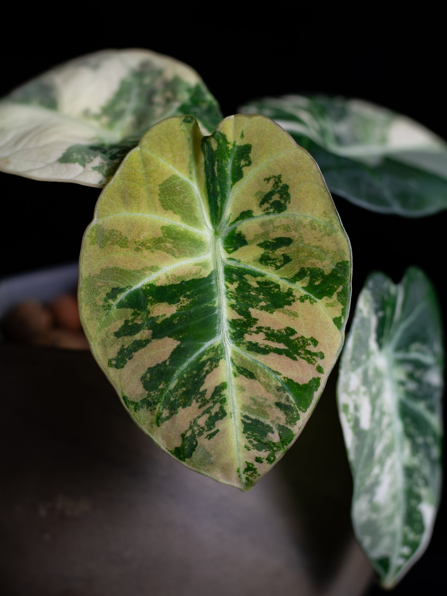 Alocasia Black Velvet Pink Variegated (ABVP-2221)