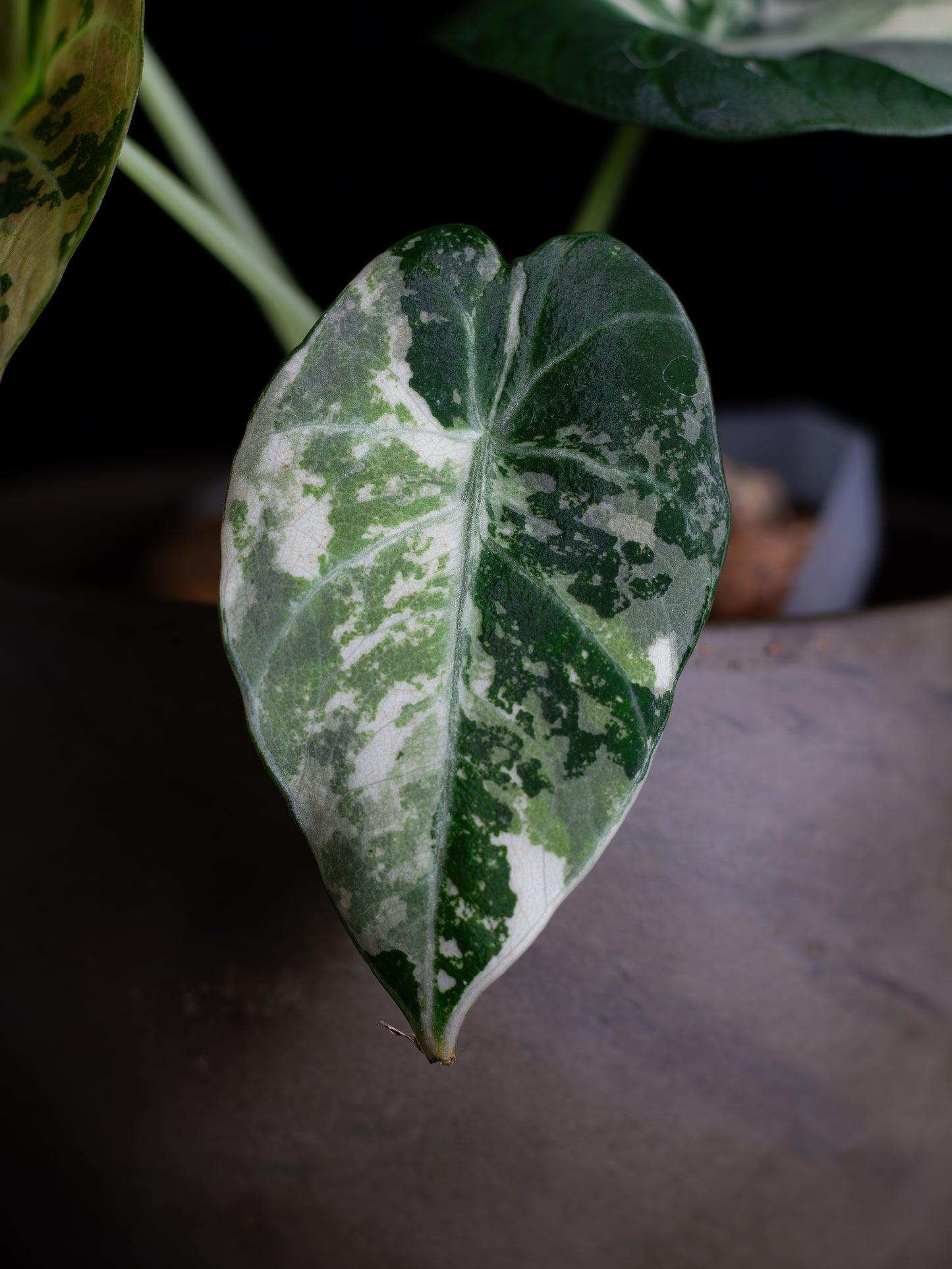 Alocasia Black Velvet Pink Variegated (ABVP-2221)