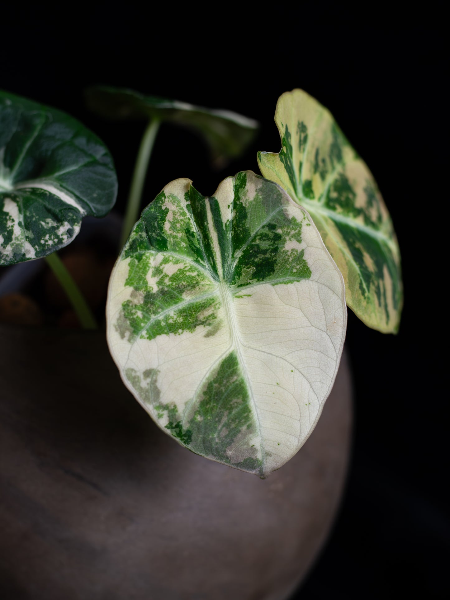 Alocasia Black Velvet Pink Variegated (ABVP-2221)