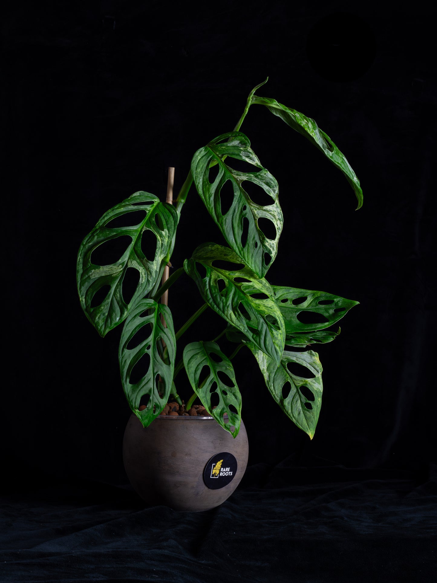 Monstera Adansonii variegated Indo Mint (AI-2431)