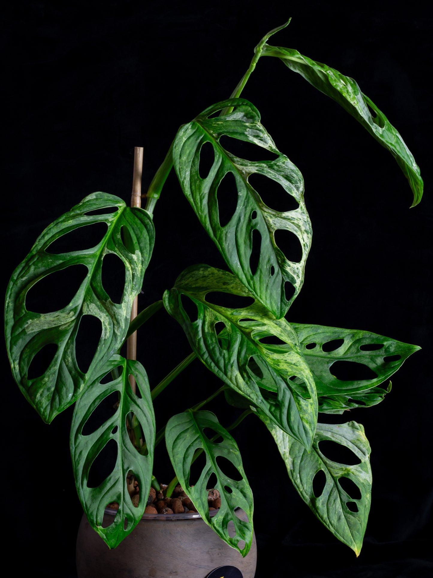 Monstera Adansonii variegated Indo Mint (AI-2431)