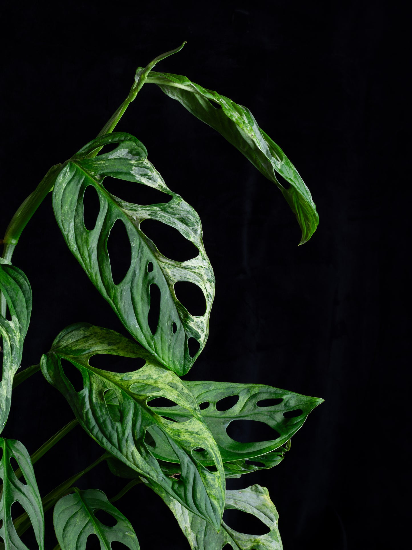 Monstera Adansonii variegated Indo Mint (AI-2431)