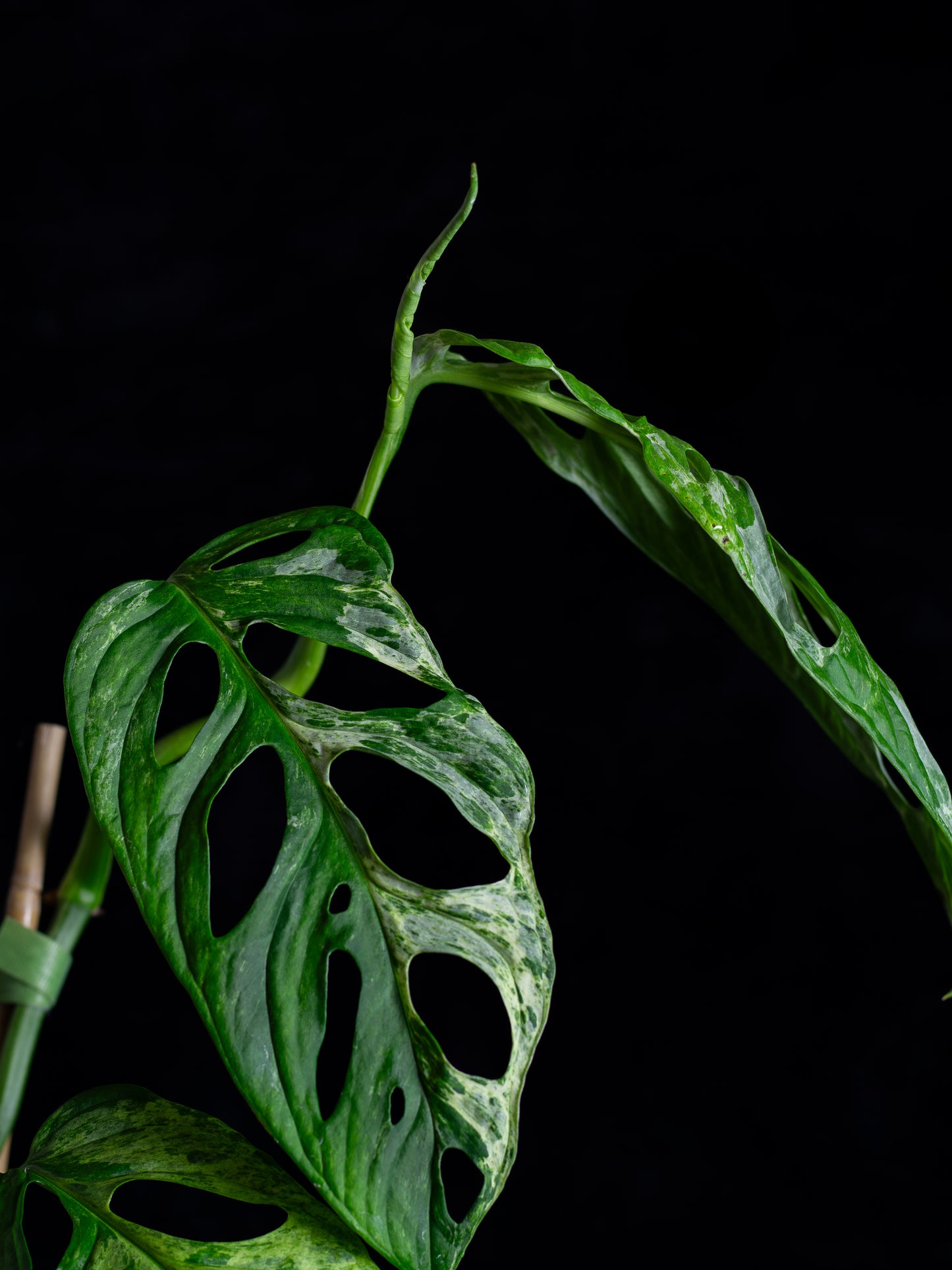 Monstera Adansonii variegated Indo Mint (AI-2431)