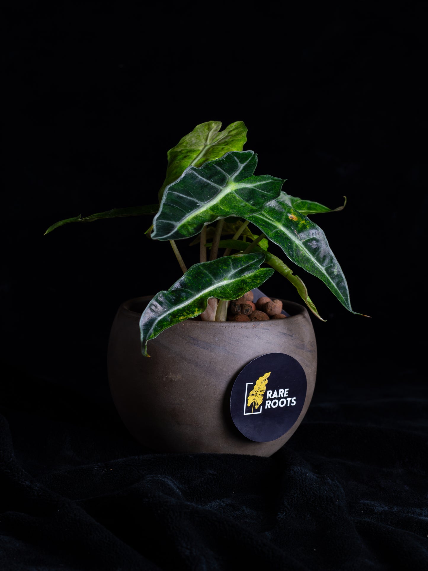 Alocasia 'Polly' Variegated (APV-2221)