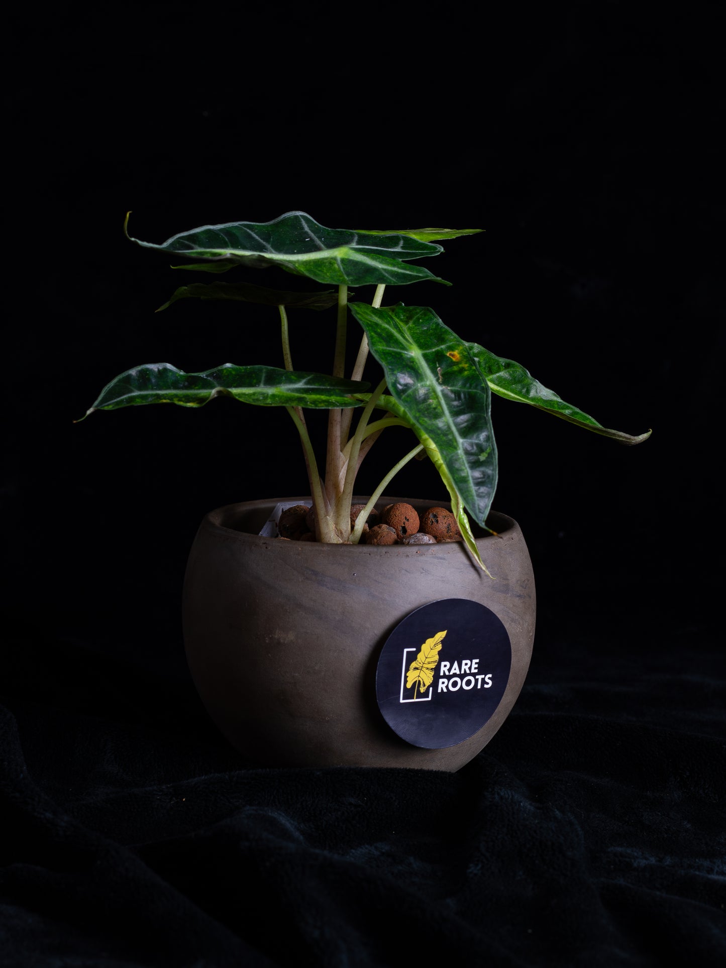Alocasia 'Polly' Variegated (APV-2221)