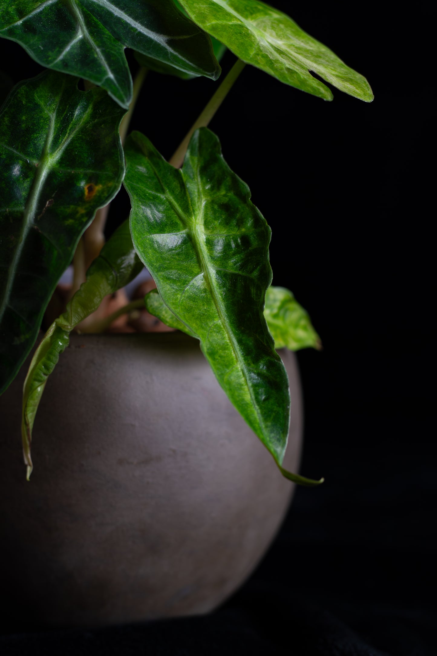 Alocasia 'Polly' Variegated (APV-2221)