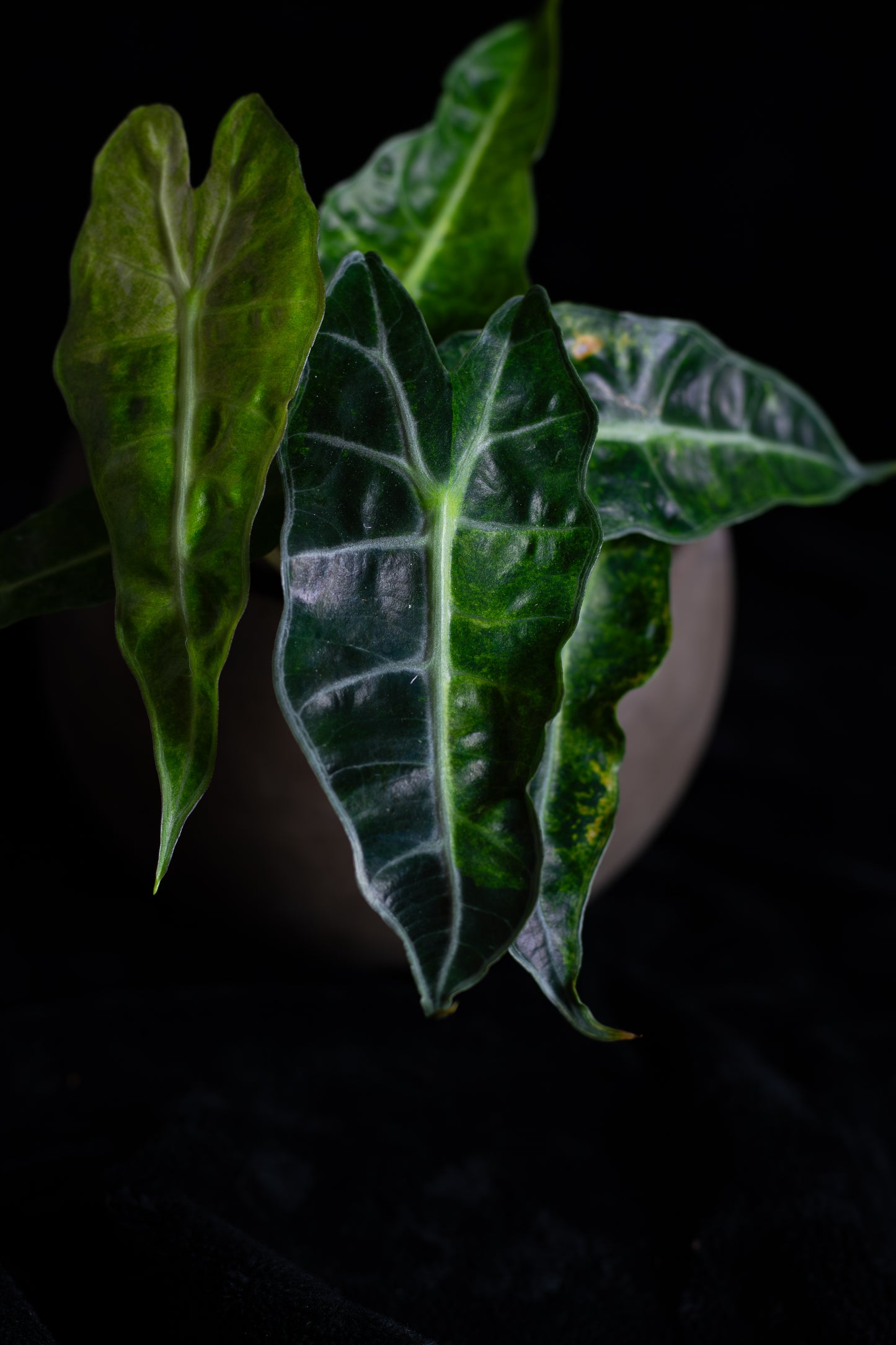 Alocasia 'Polly' Variegated (APV-2221)