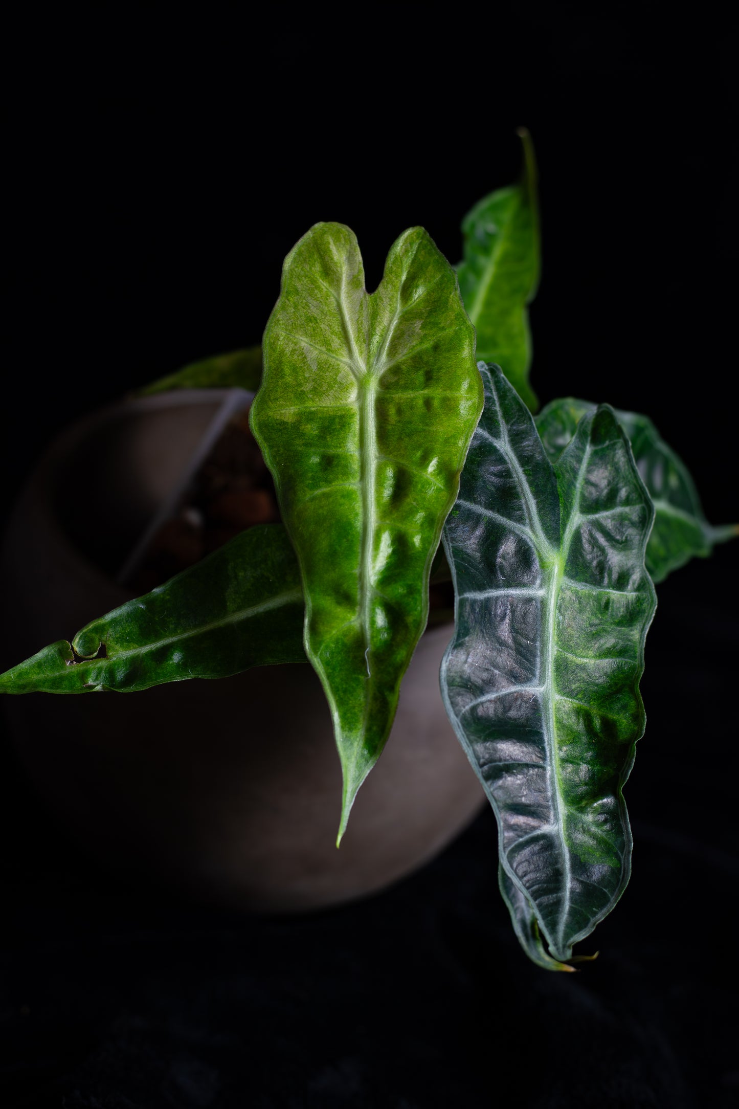 Alocasia 'Polly' Variegated (APV-2221)