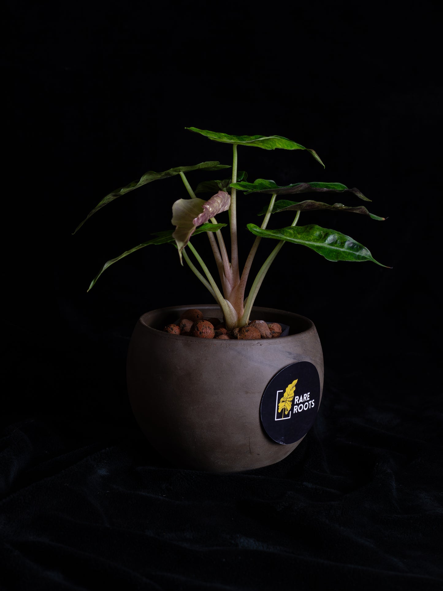 Alocasia 'Polly' Variegated (APV-2222)