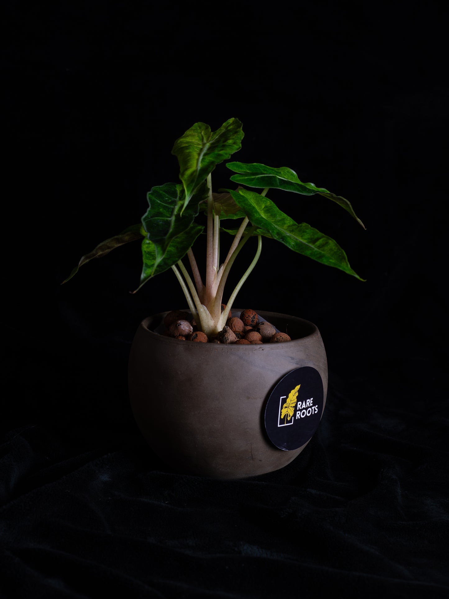Alocasia 'Polly' Variegated (APV-2222)