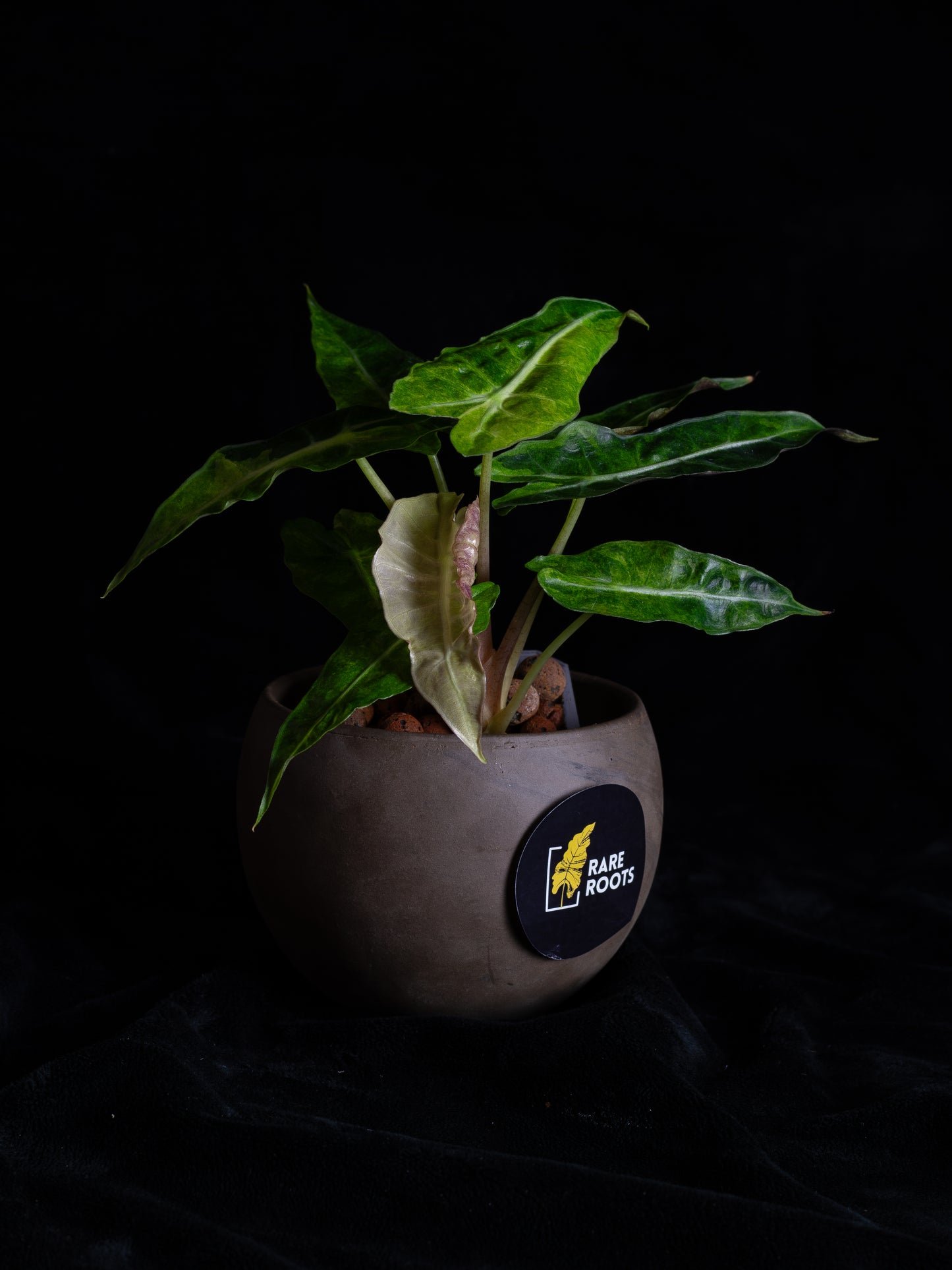 Alocasia 'Polly' Variegated (APV-2222)