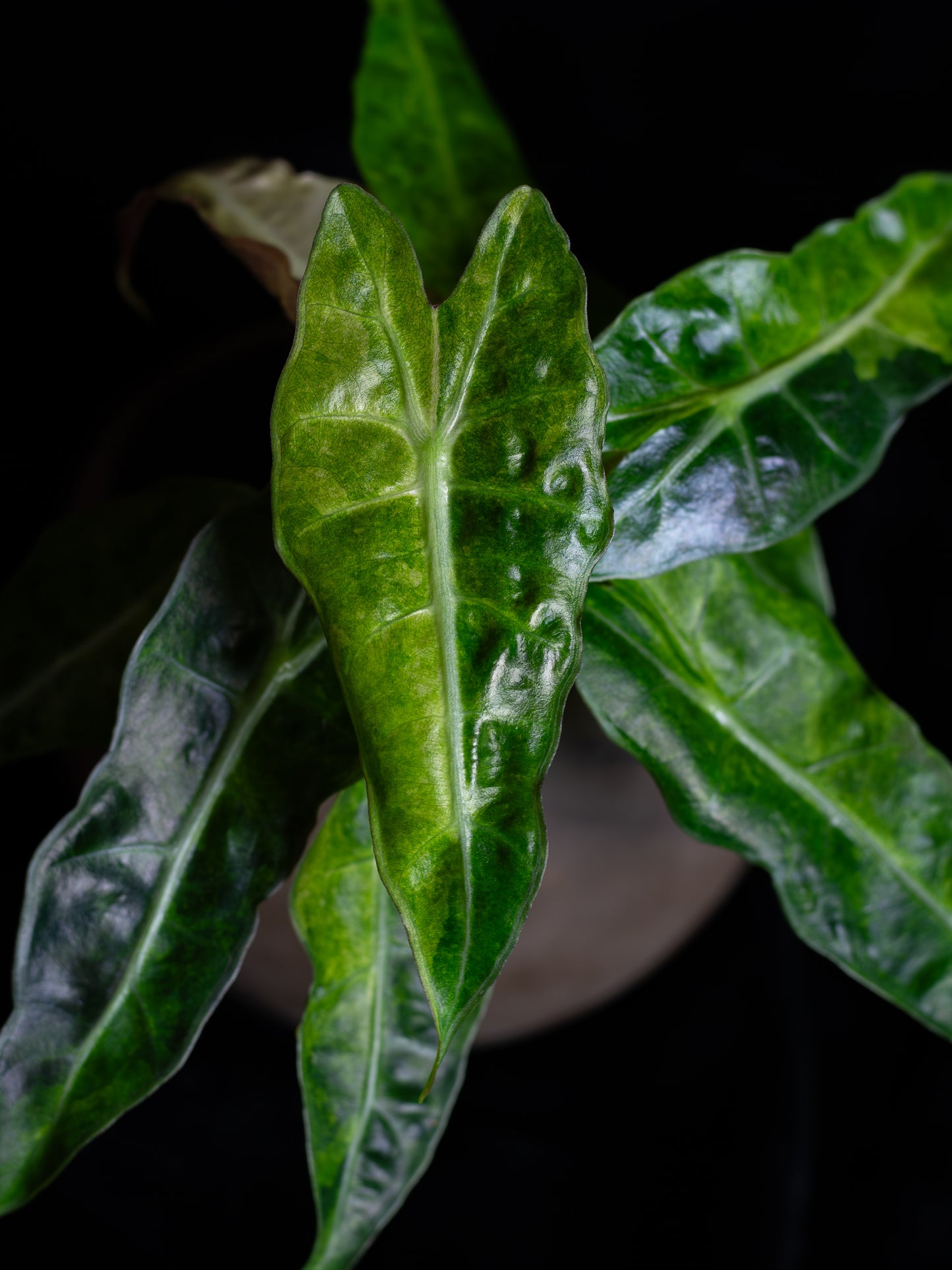 Alocasia 'Polly' Variegated (APV-2222)