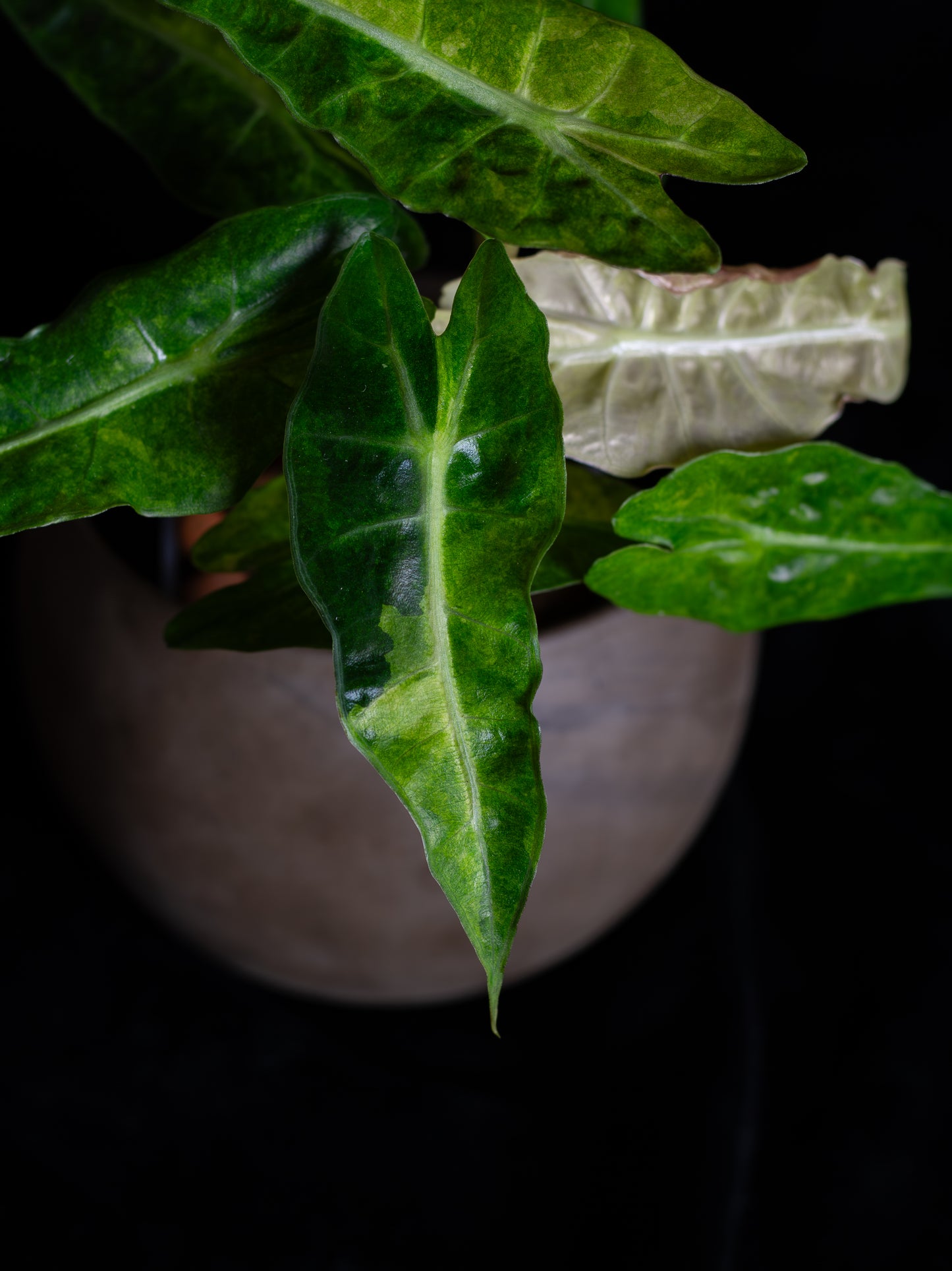 Alocasia 'Polly' Variegated (APV-2222)