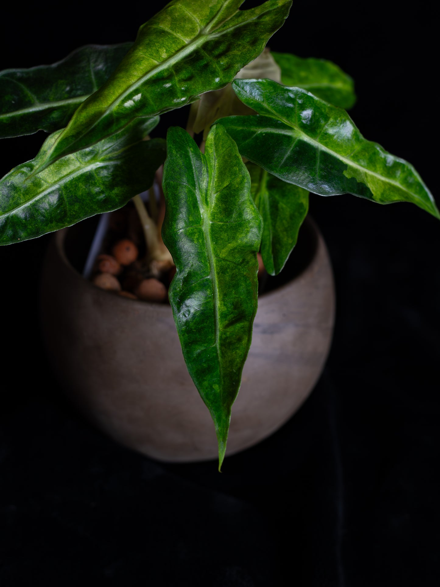 Alocasia 'Polly' Variegated (APV-2222)