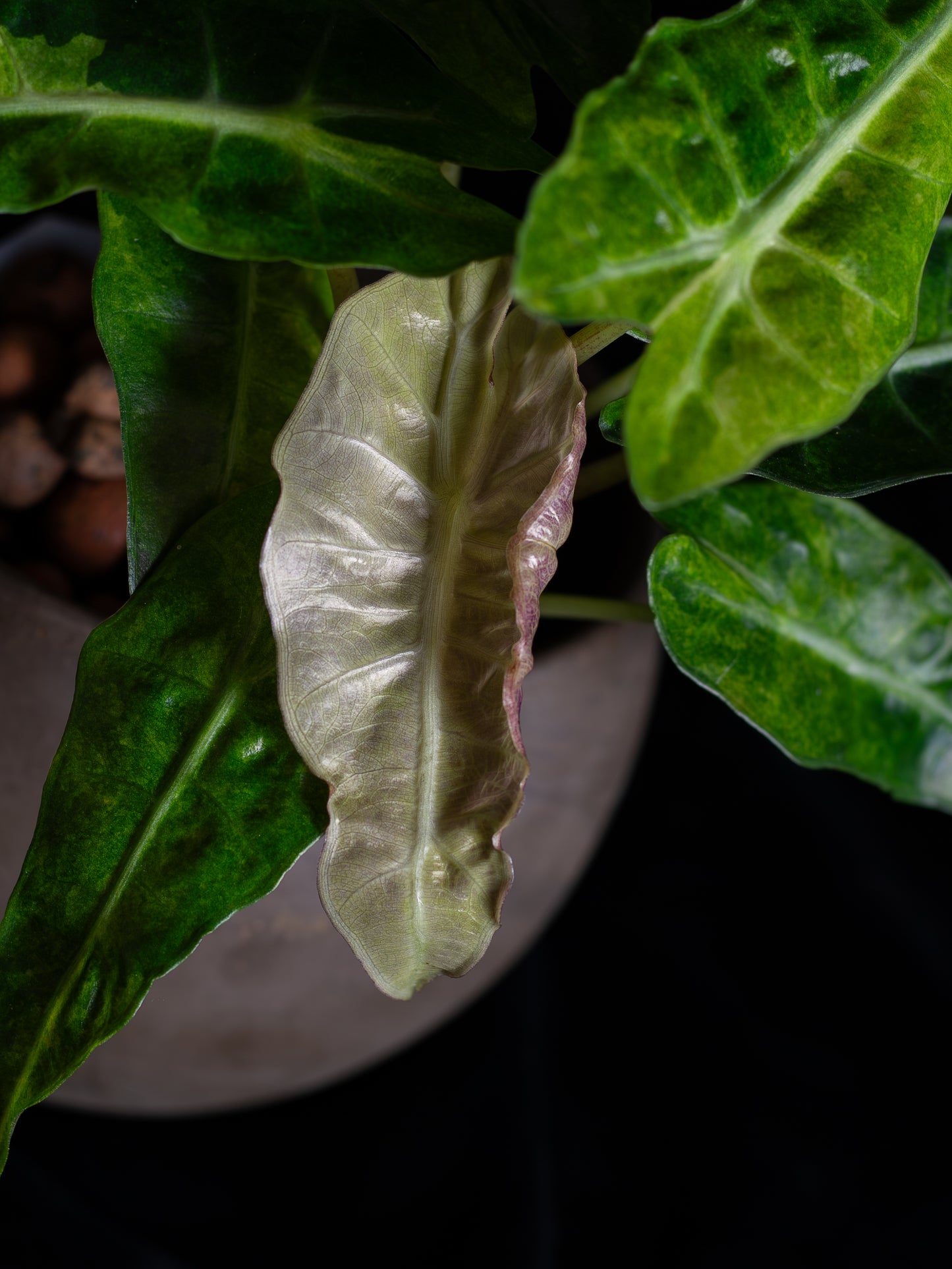 Alocasia 'Polly' Variegated (APV-2222)