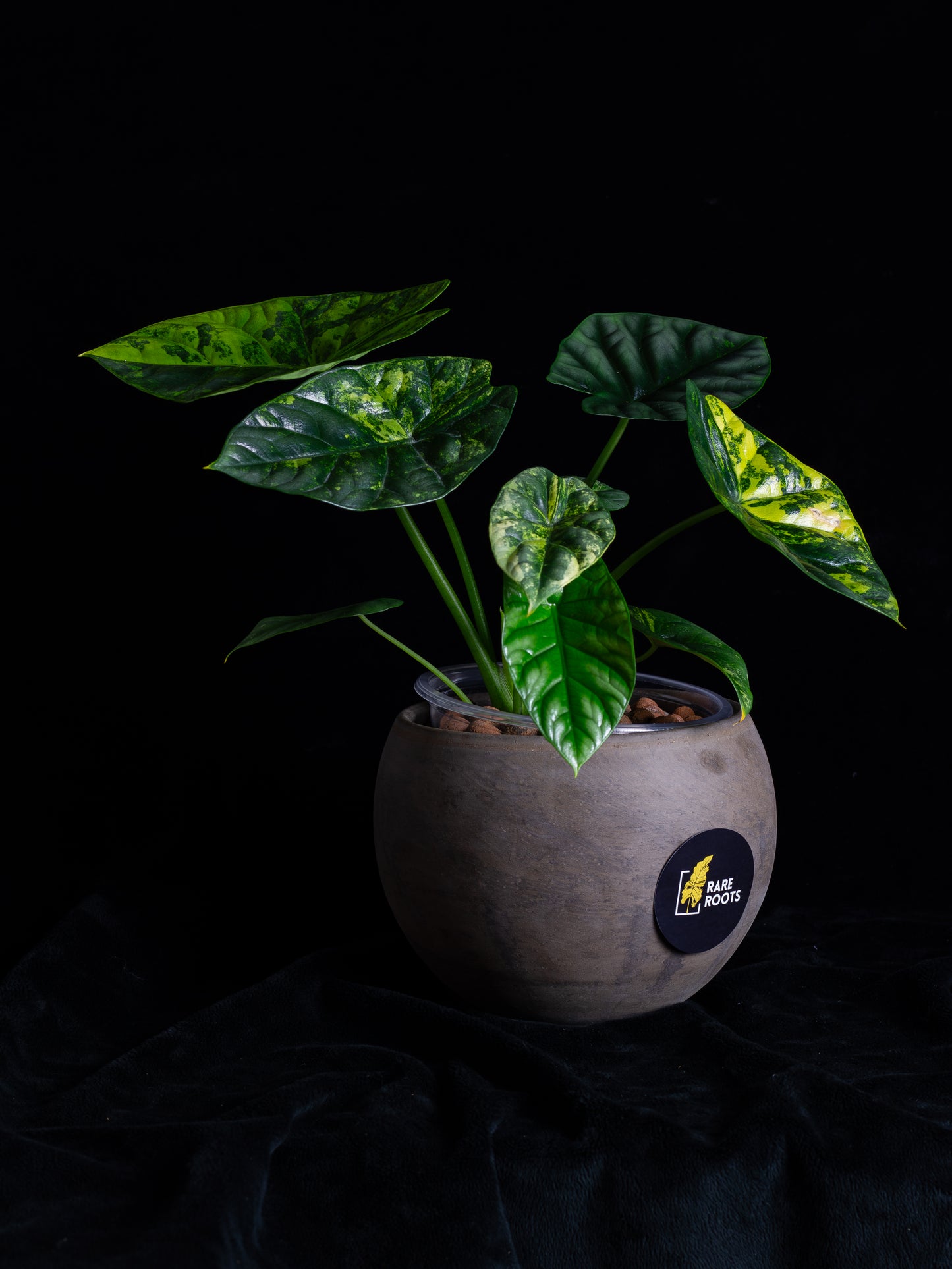 Alocasia Sinuata 'Quilted Dreams' variegated - corming size (ASAU-2211)