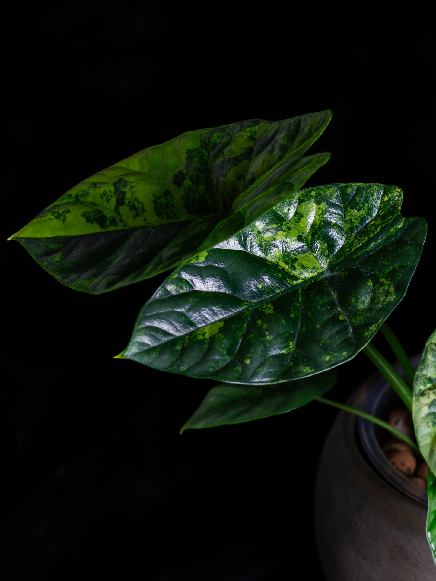 Alocasia Sinuata 'Quilted Dreams' variegated - corming size (ASAU-2211)