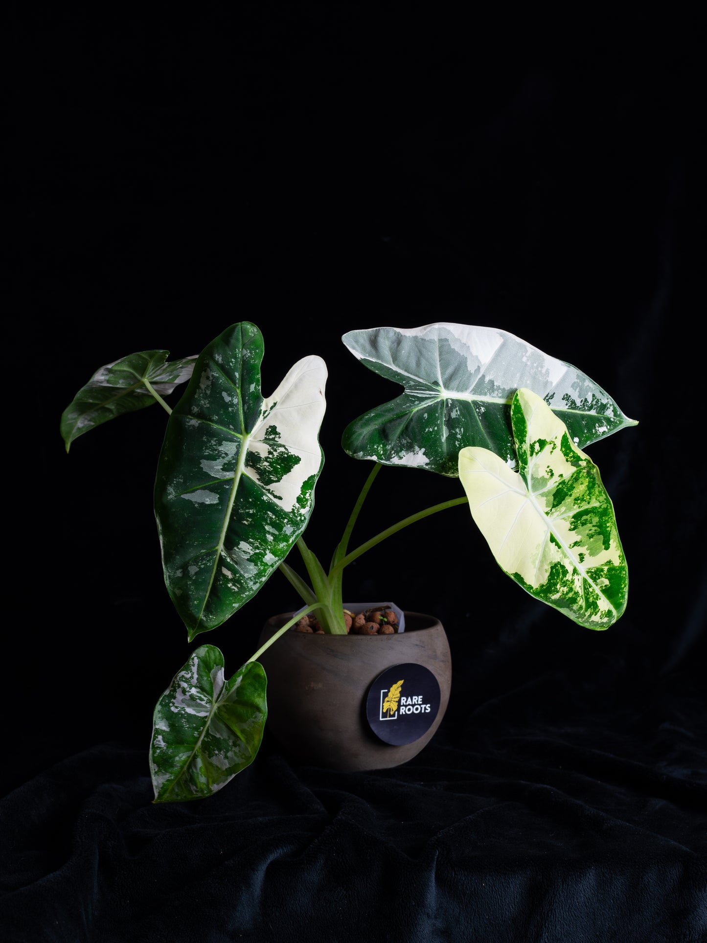 Alocasia 'Frydek' micholitziana variegated (AVF-2121)