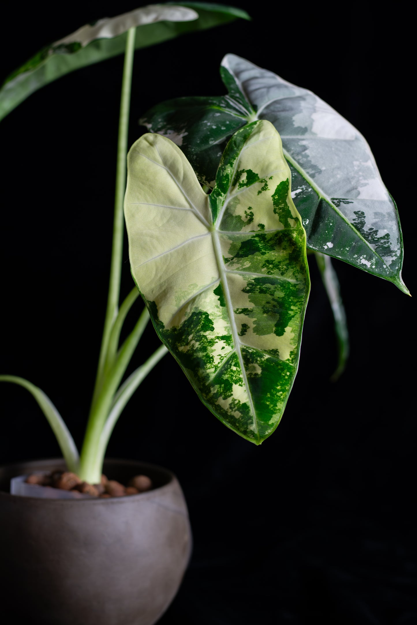 Alocasia 'Frydek' micholitziana variegated (AVF-2121)