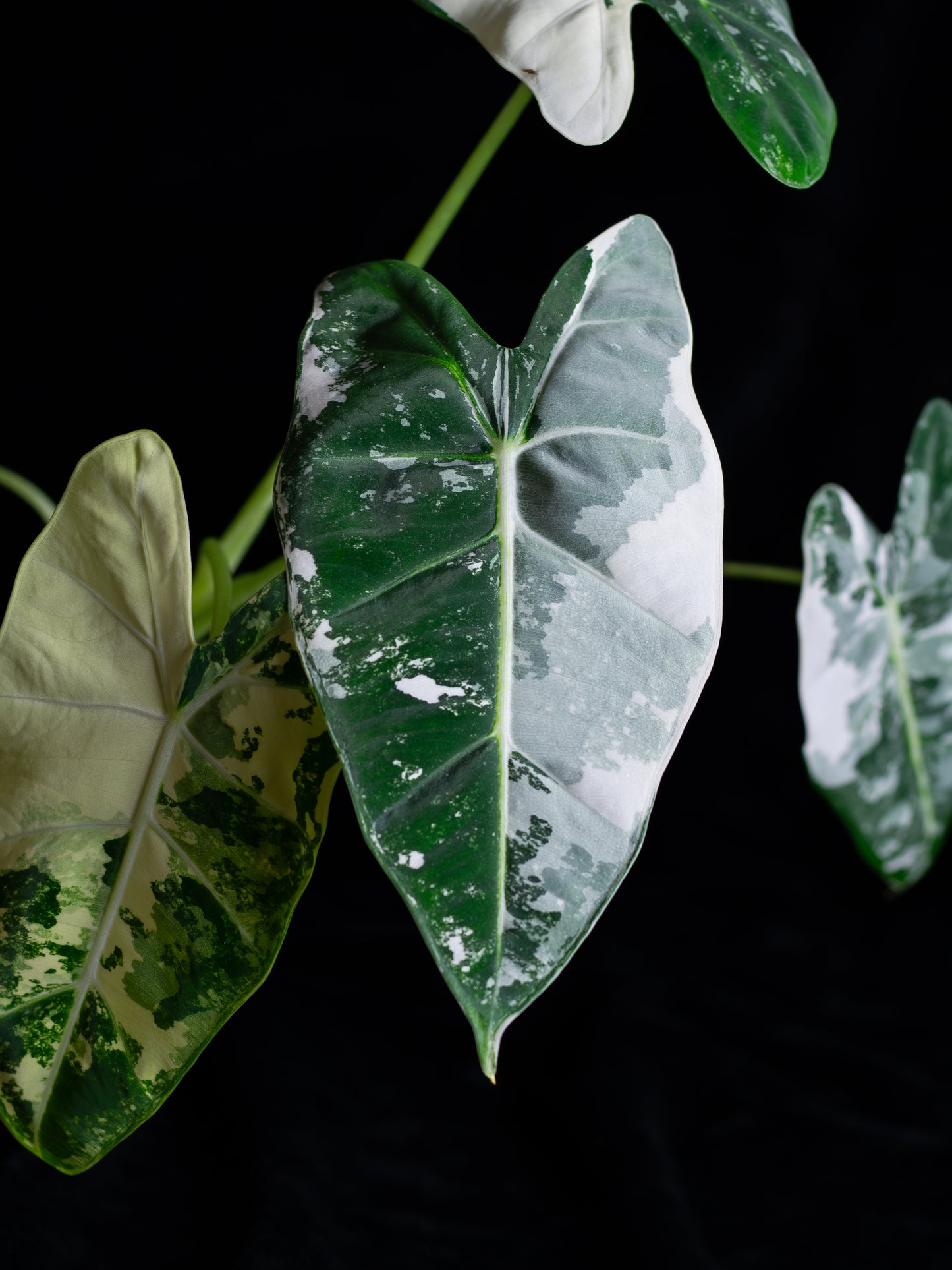 Alocasia 'Frydek' micholitziana variegated (AVF-2121)