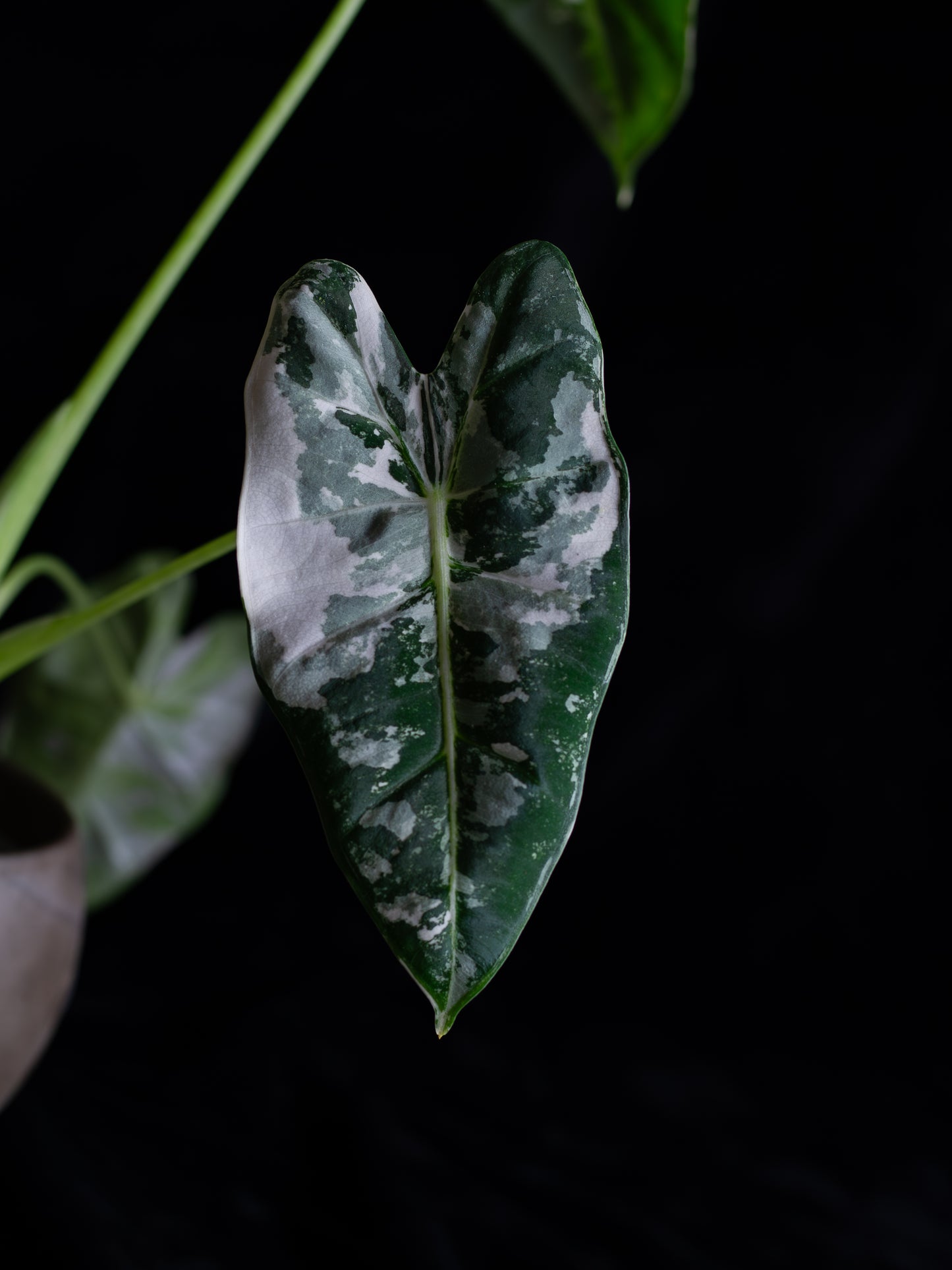 Alocasia 'Frydek' micholitziana variegated (AVF-2121)