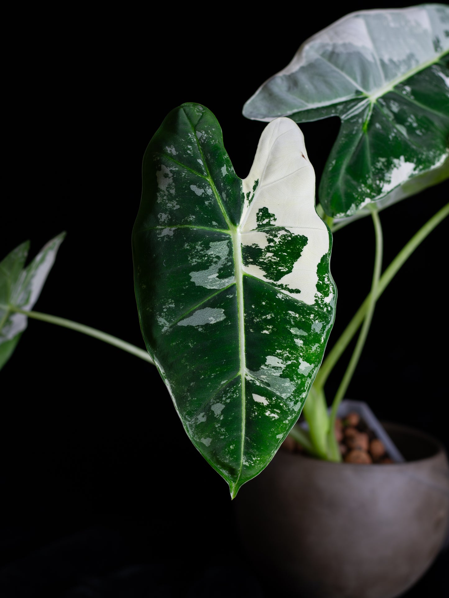 Alocasia 'Frydek' micholitziana variegated (AVF-2121)