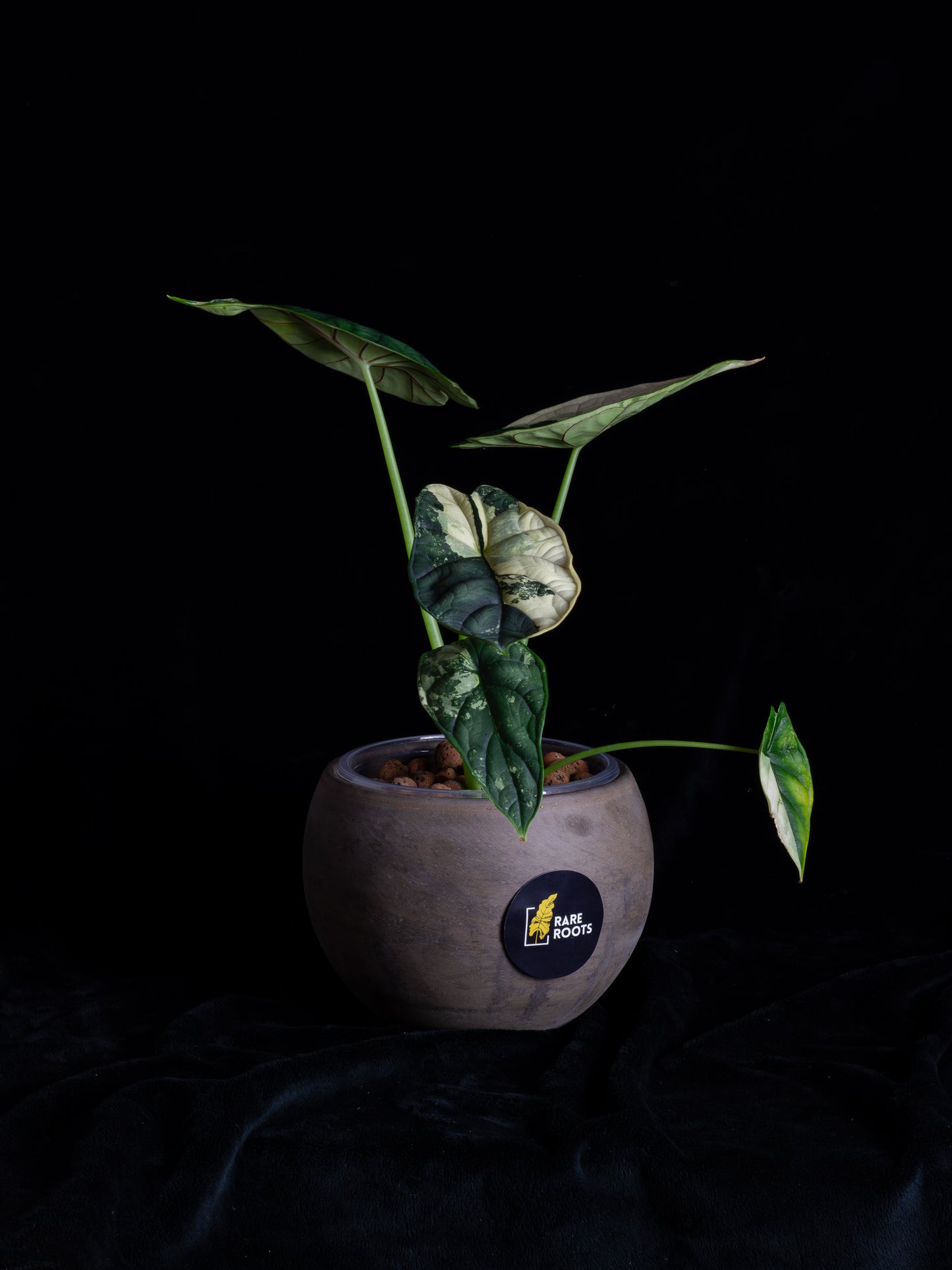 Alocasia 'Dragon Scale' albo variegated - large (DSBAV-2211)