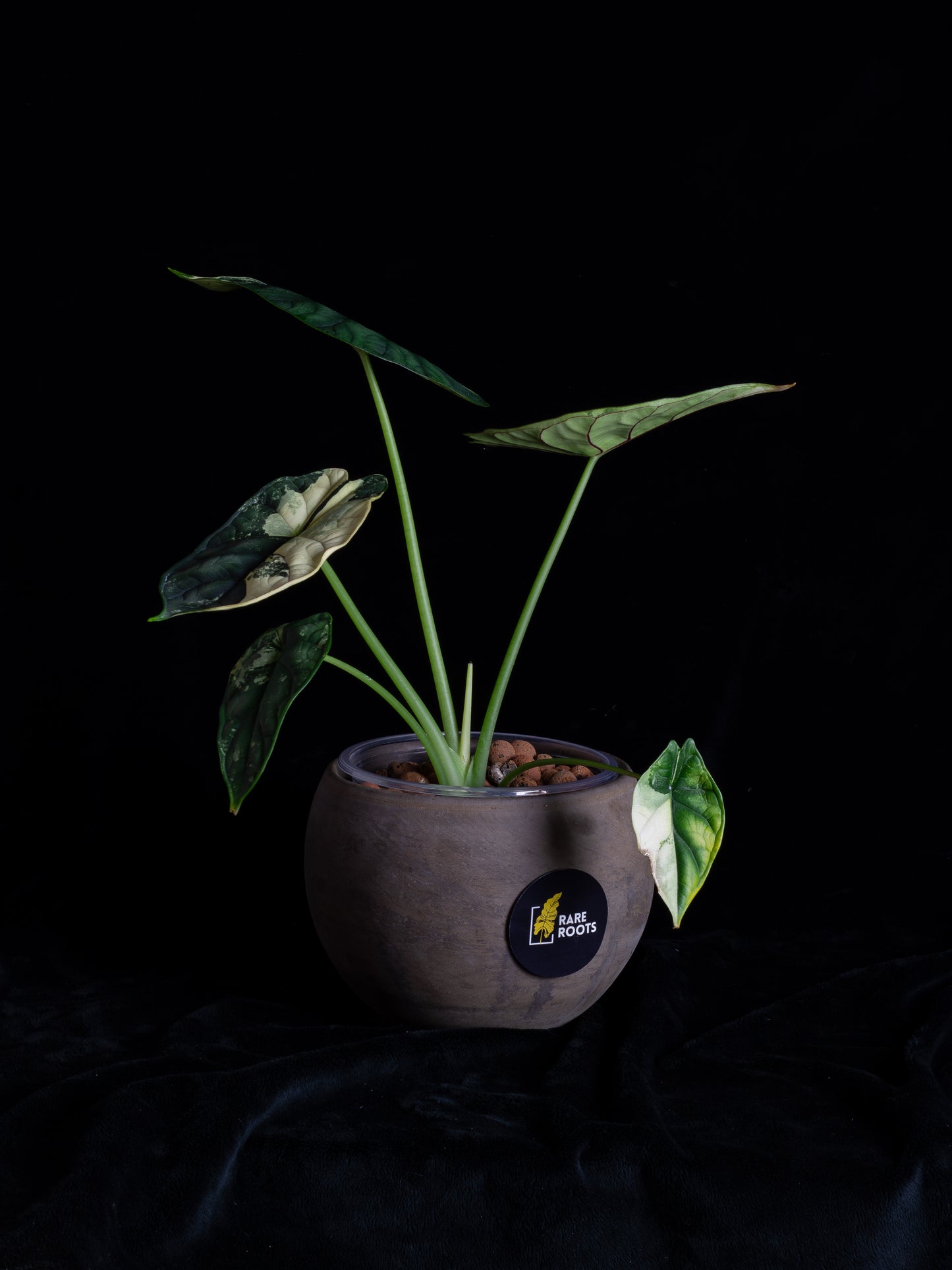 Alocasia 'Dragon Scale' albo variegated - large (DSBAV-2211)