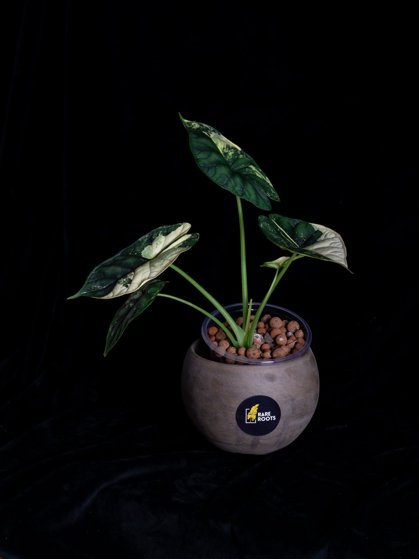 Alocasia 'Dragon Scale' albo variegated - large (DSBAV-2211)
