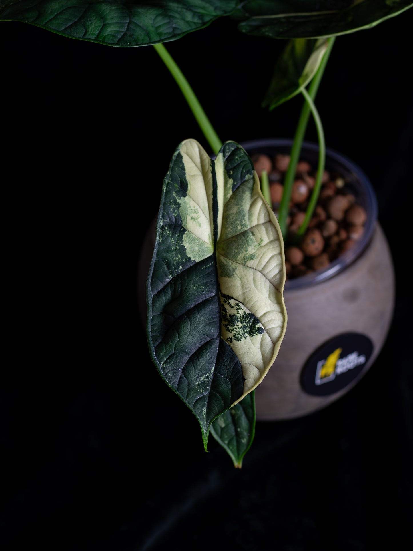 Alocasia 'Dragon Scale' albo variegated - large (DSBAV-2211)