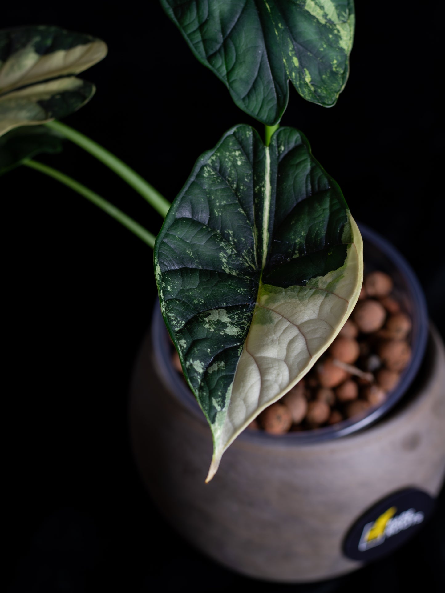 Alocasia 'Dragon Scale' albo variegated - large (DSBAV-2211)