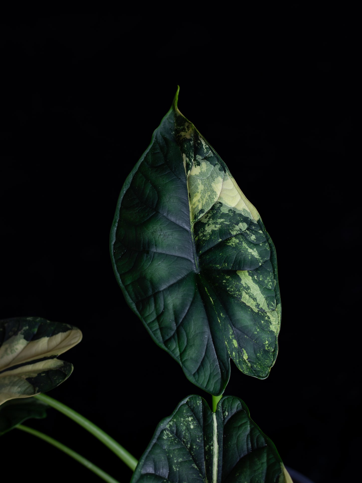 Alocasia 'Dragon Scale' albo variegated - large (DSBAV-2211)