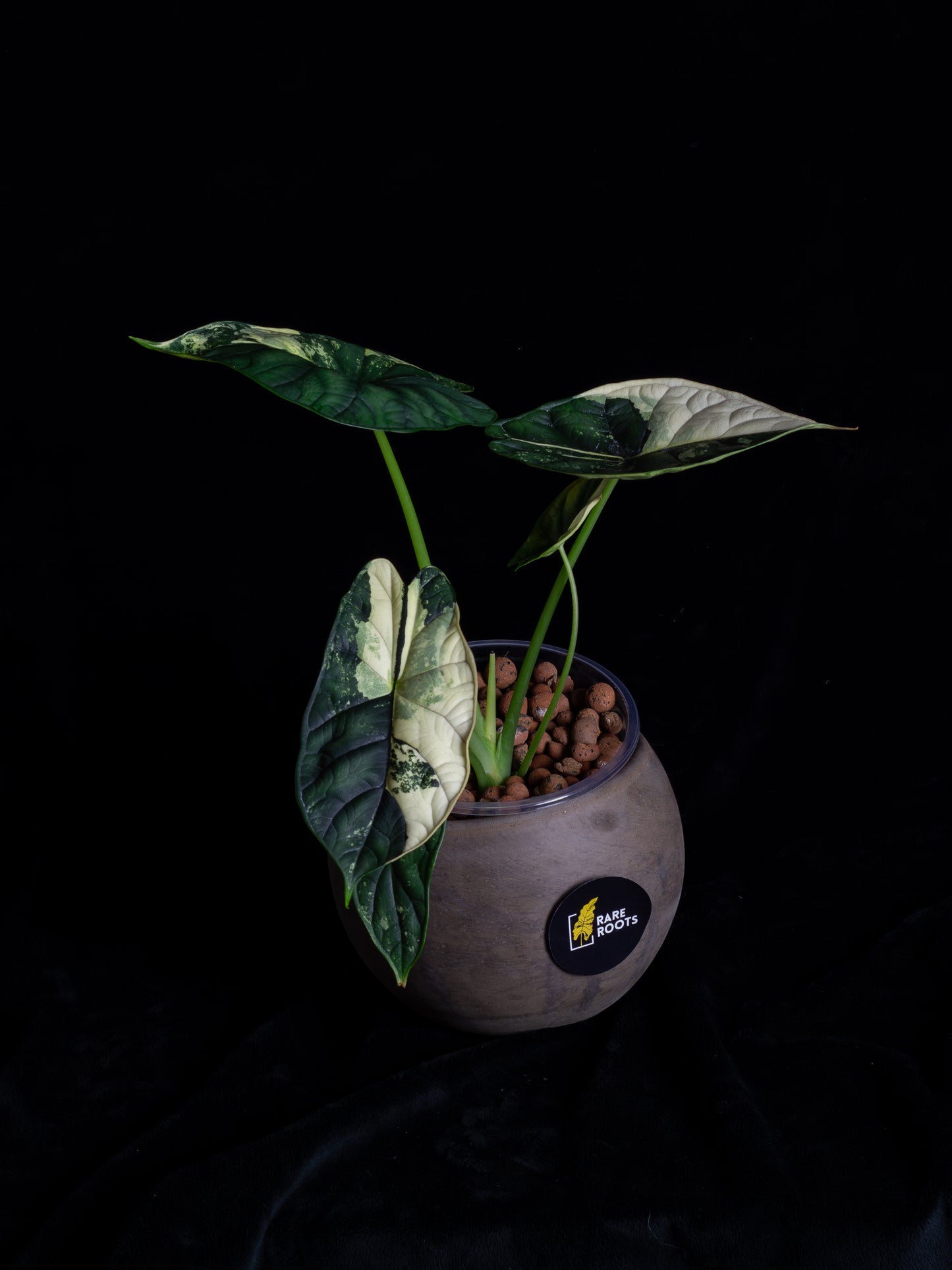 Alocasia 'Dragon Scale' albo variegated - large (DSBAV-2211)