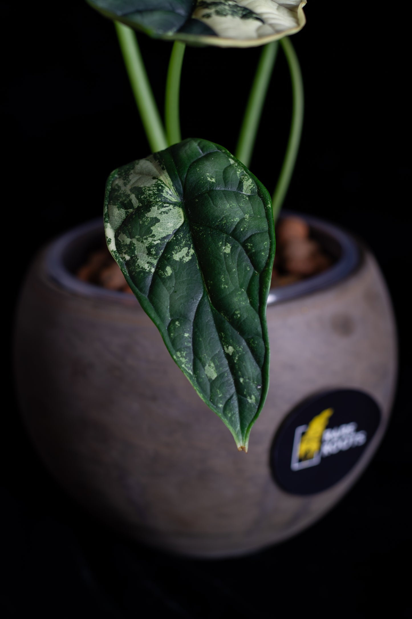 Alocasia 'Dragon Scale' albo variegated - large (DSBAV-2211)
