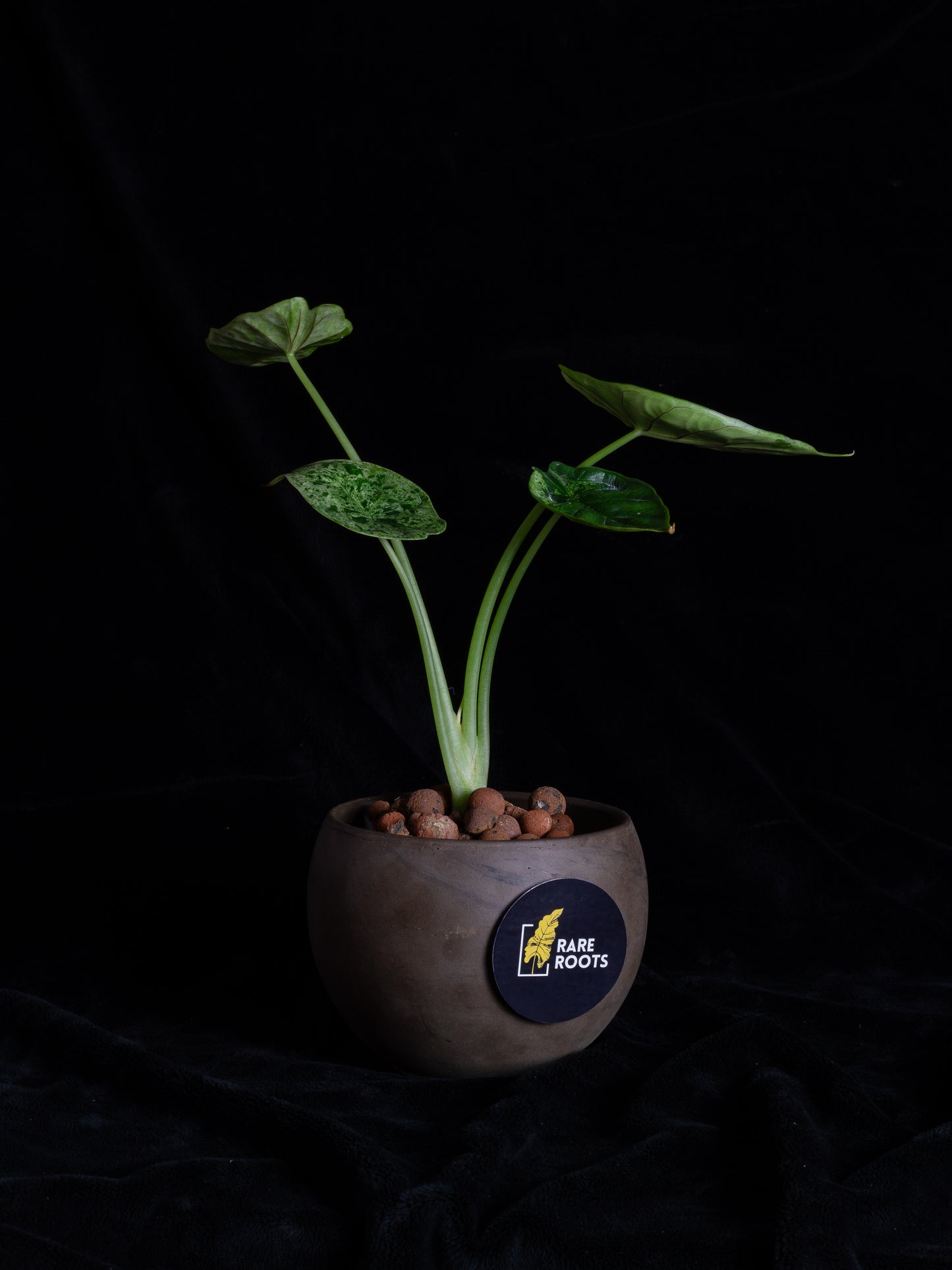 Alocasia Dragon Scale Mint variegated (DSBM-2121)