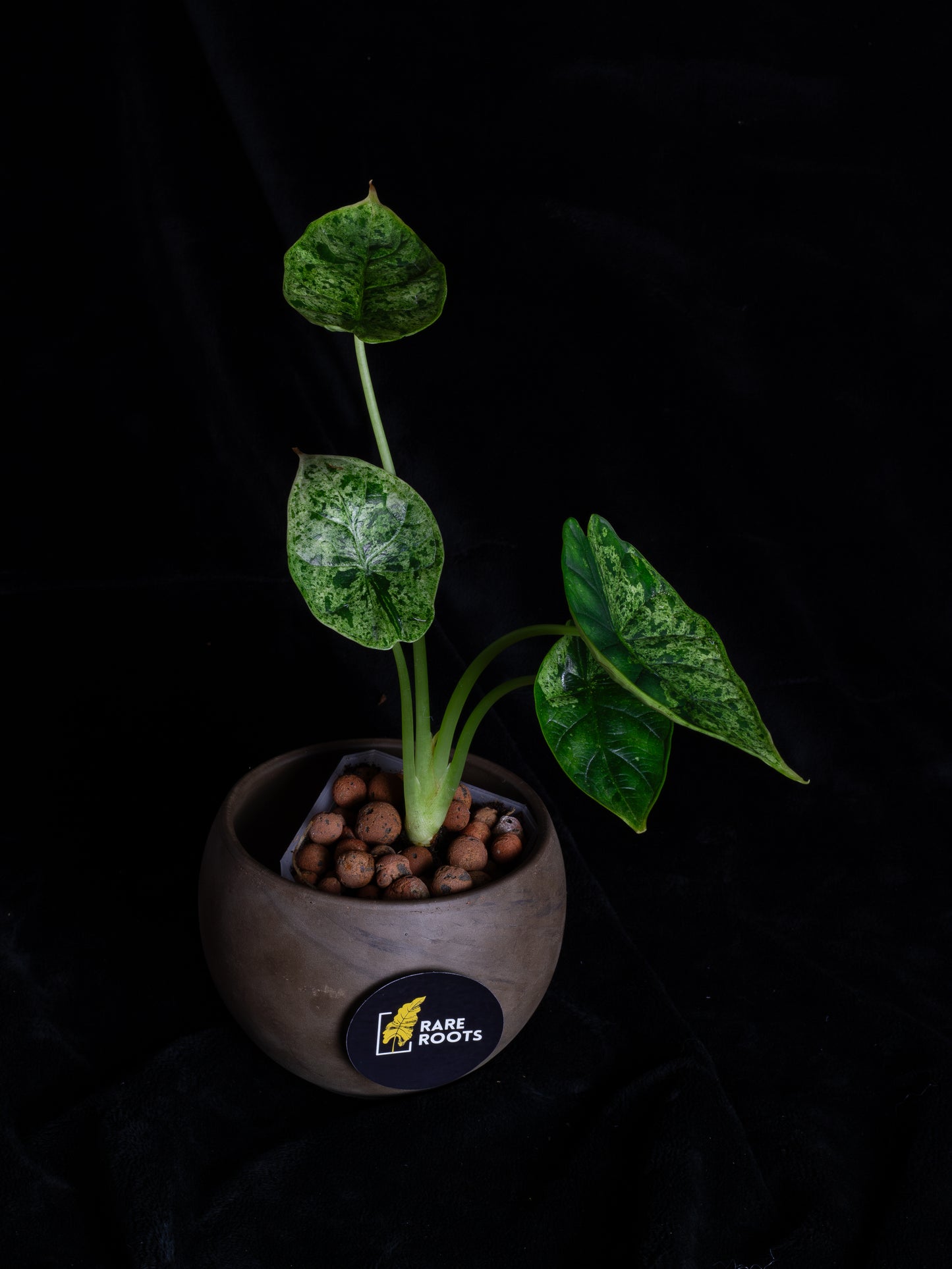 Alocasia Dragon Scale Mint variegated (DSBM-2121)