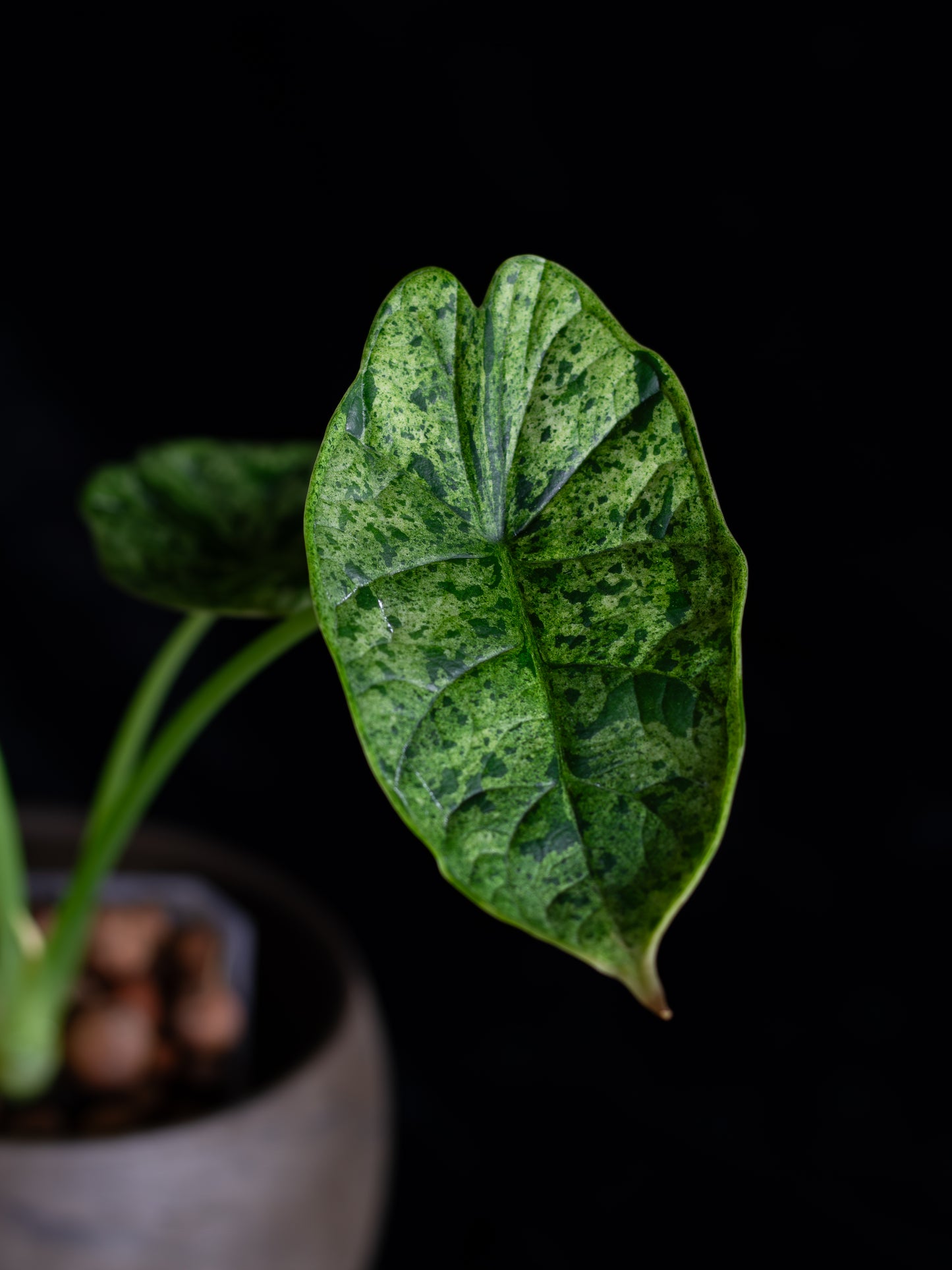 Alocasia Dragon Scale Mint variegated (DSBM-2121)