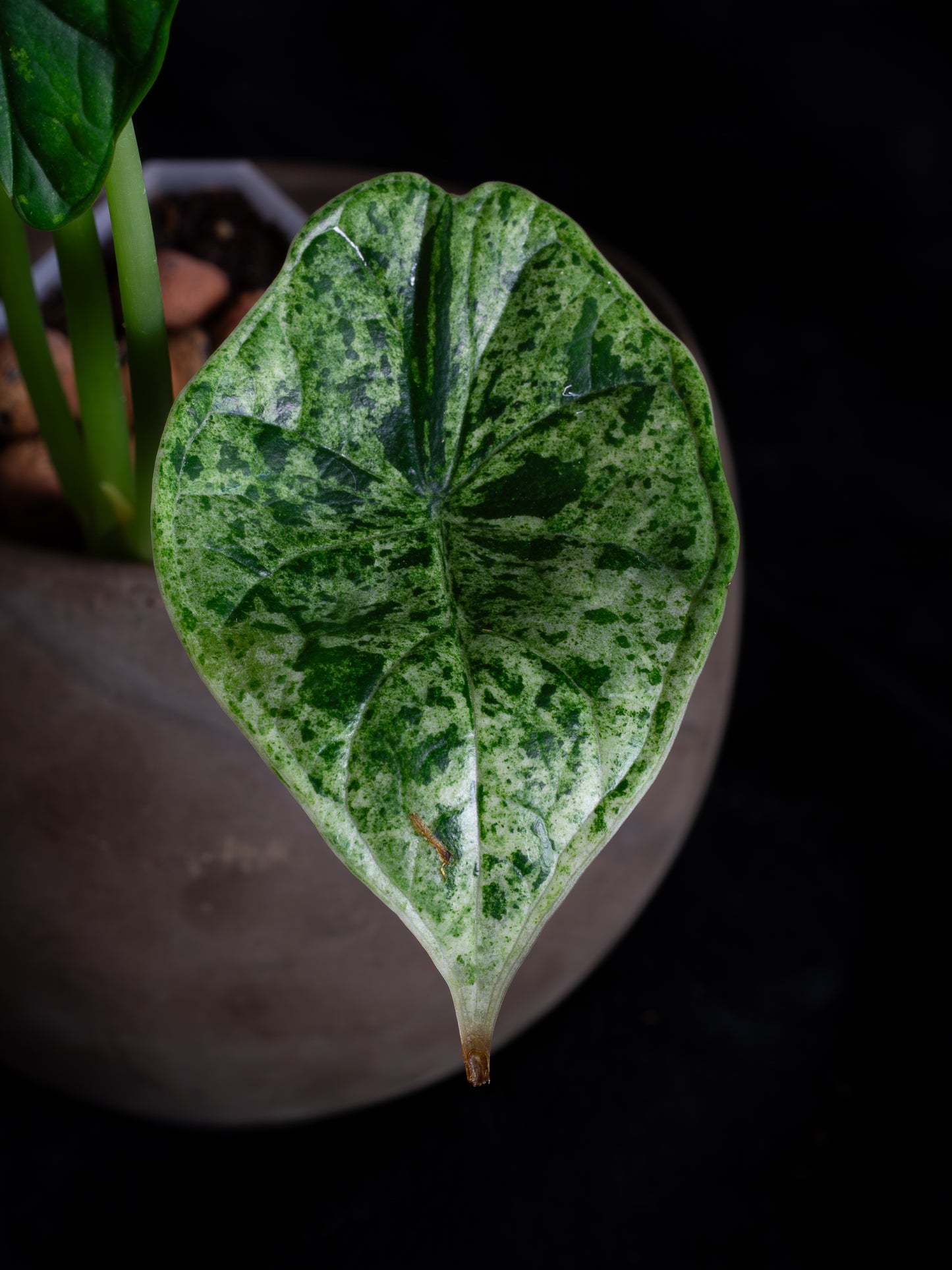 Alocasia Dragon Scale Mint variegated (DSBM-2121)
