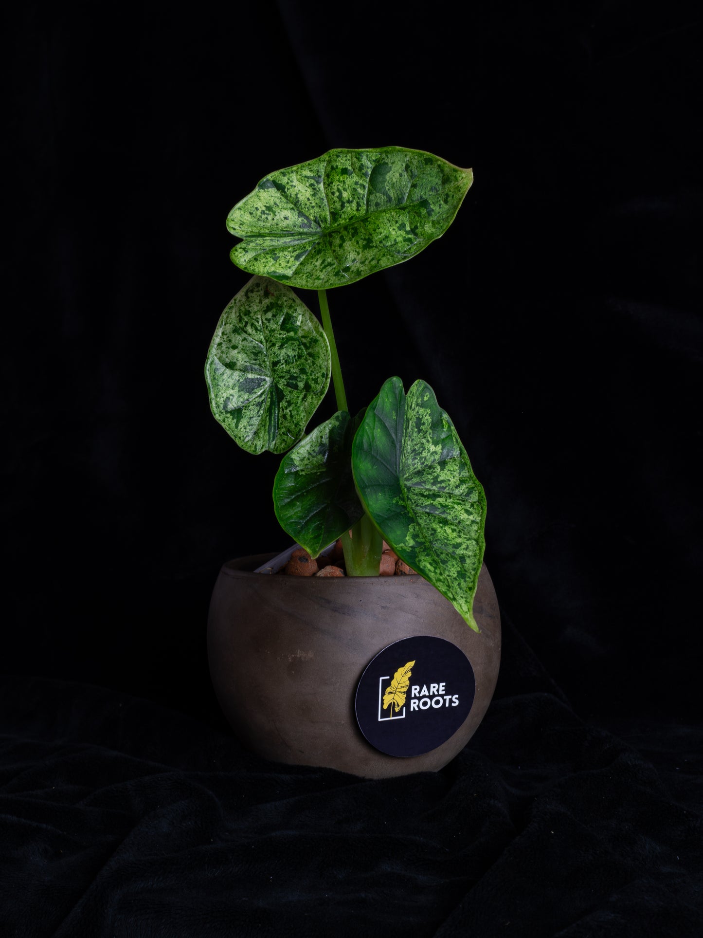 Alocasia Dragon Scale Mint variegated (DSBM-2121)