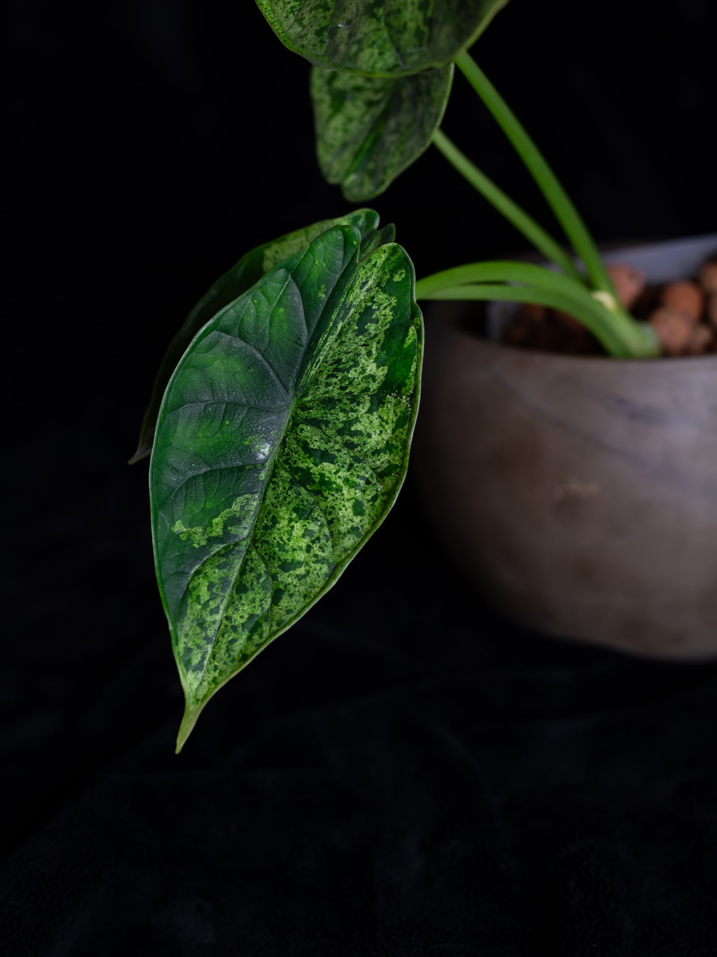 Alocasia Dragon Scale Mint variegated (DSBM-2121)
