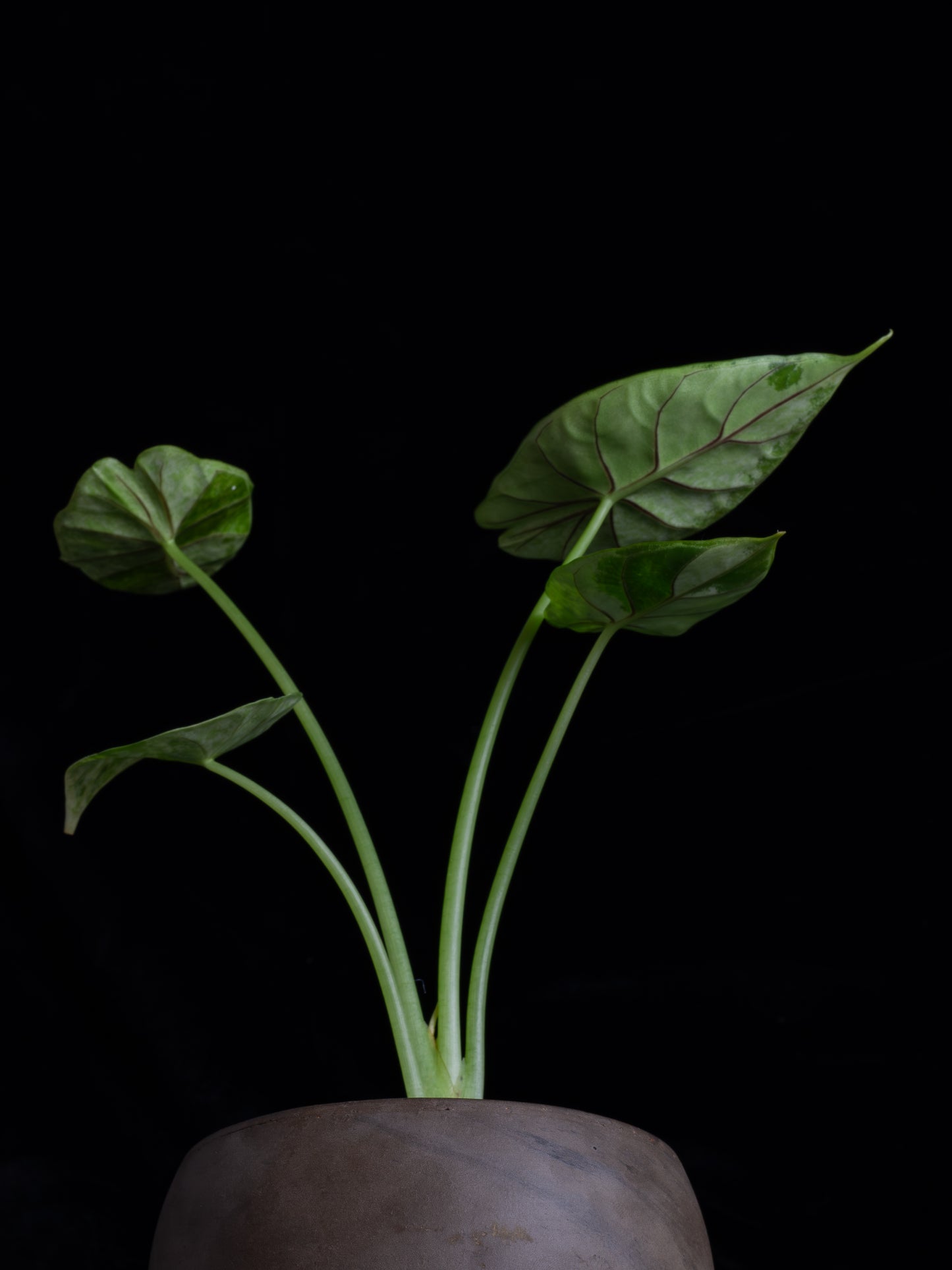 Alocasia Dragon Scale Mint variegated (DSBM-2121)