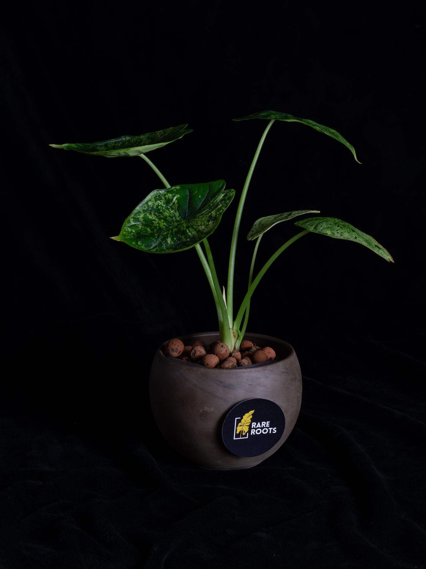 Alocasia Dragon Scale Mint variegated (DSBM-2122)