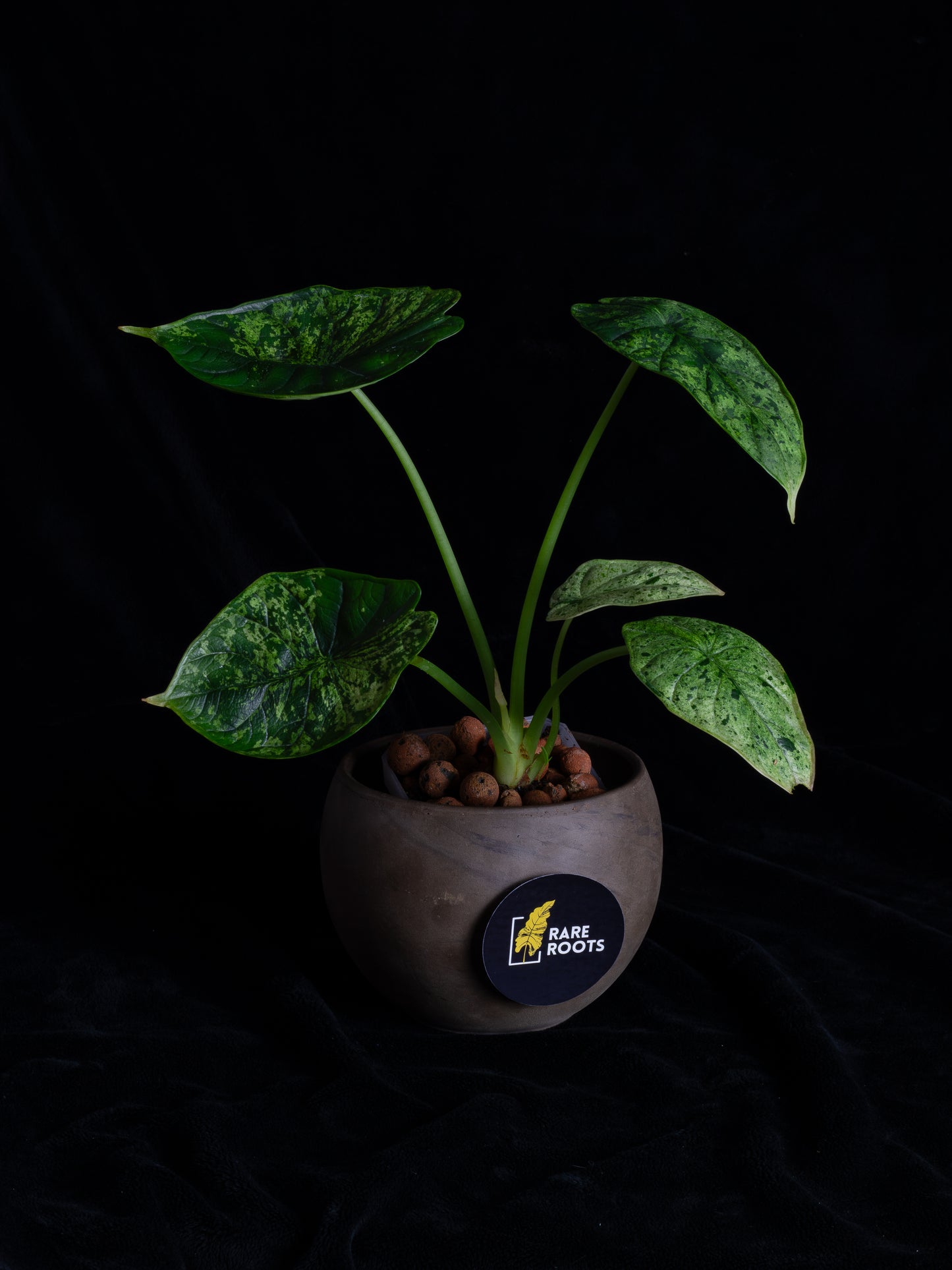 Alocasia Dragon Scale Mint variegated (DSBM-2122)