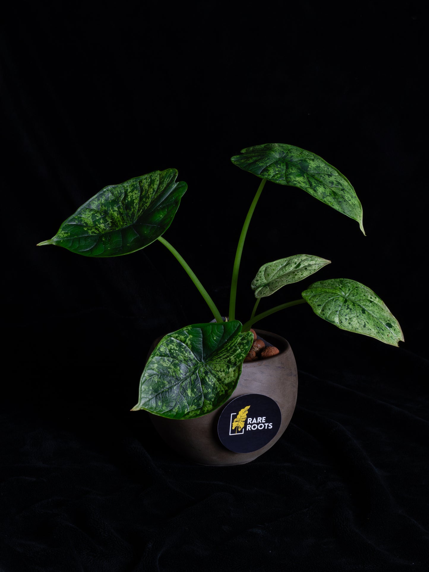 Alocasia Dragon Scale Mint variegated (DSBM-2122)