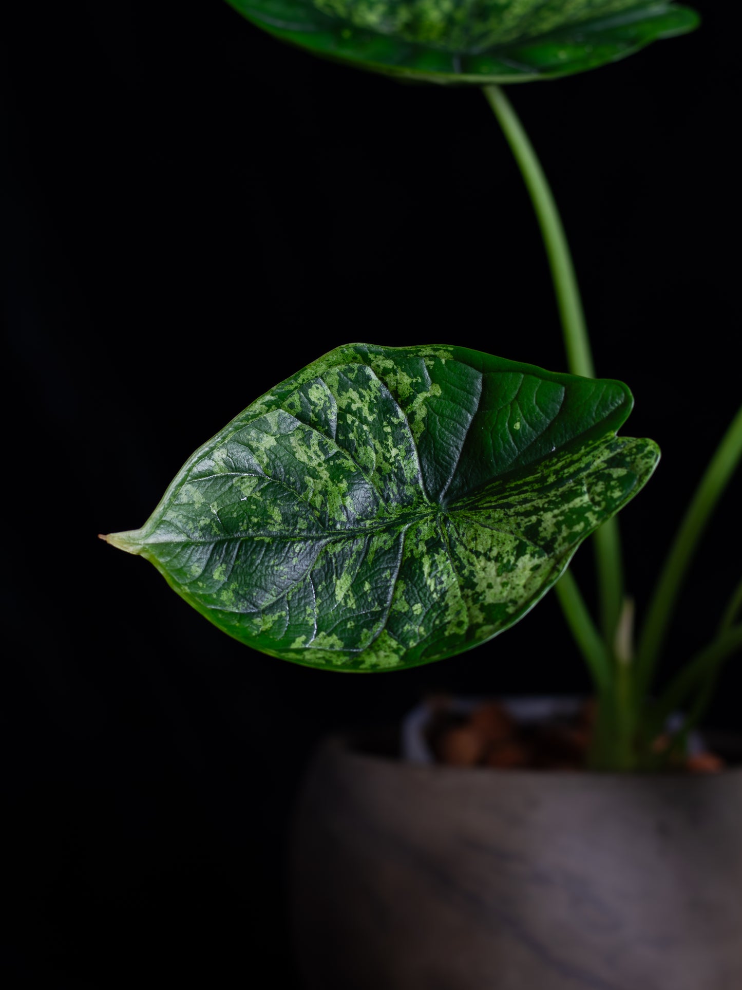 Alocasia Dragon Scale Mint variegated (DSBM-2122)