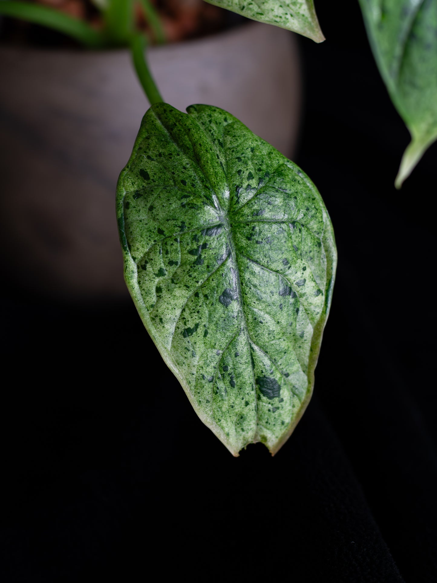 Alocasia Dragon Scale Mint variegated (DSBM-2122)