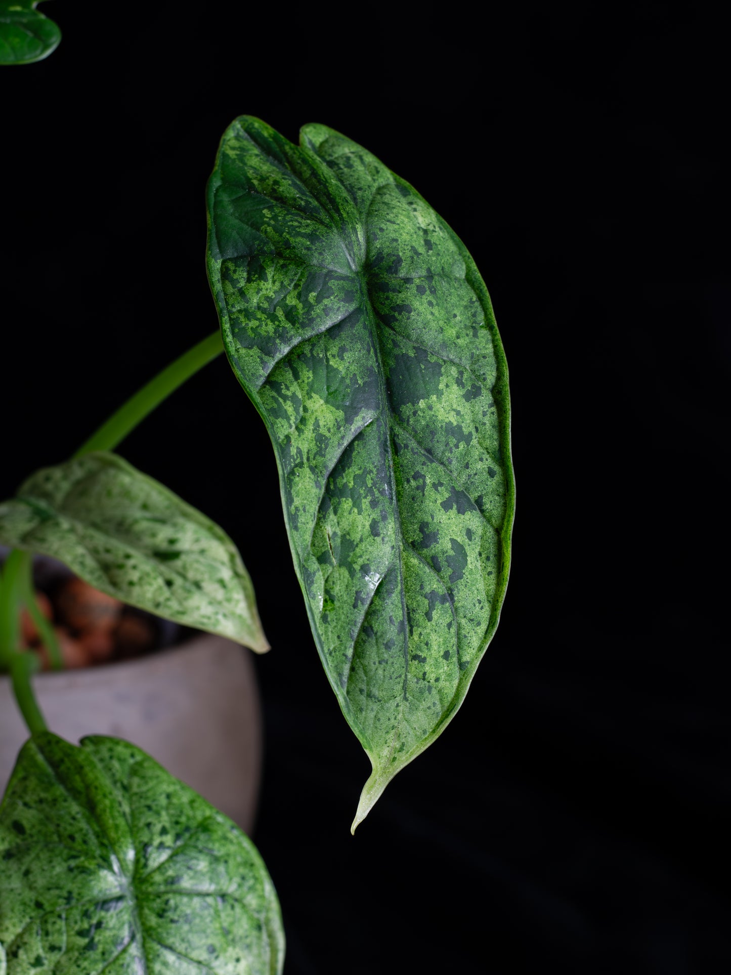 Alocasia Dragon Scale Mint variegated (DSBM-2122)